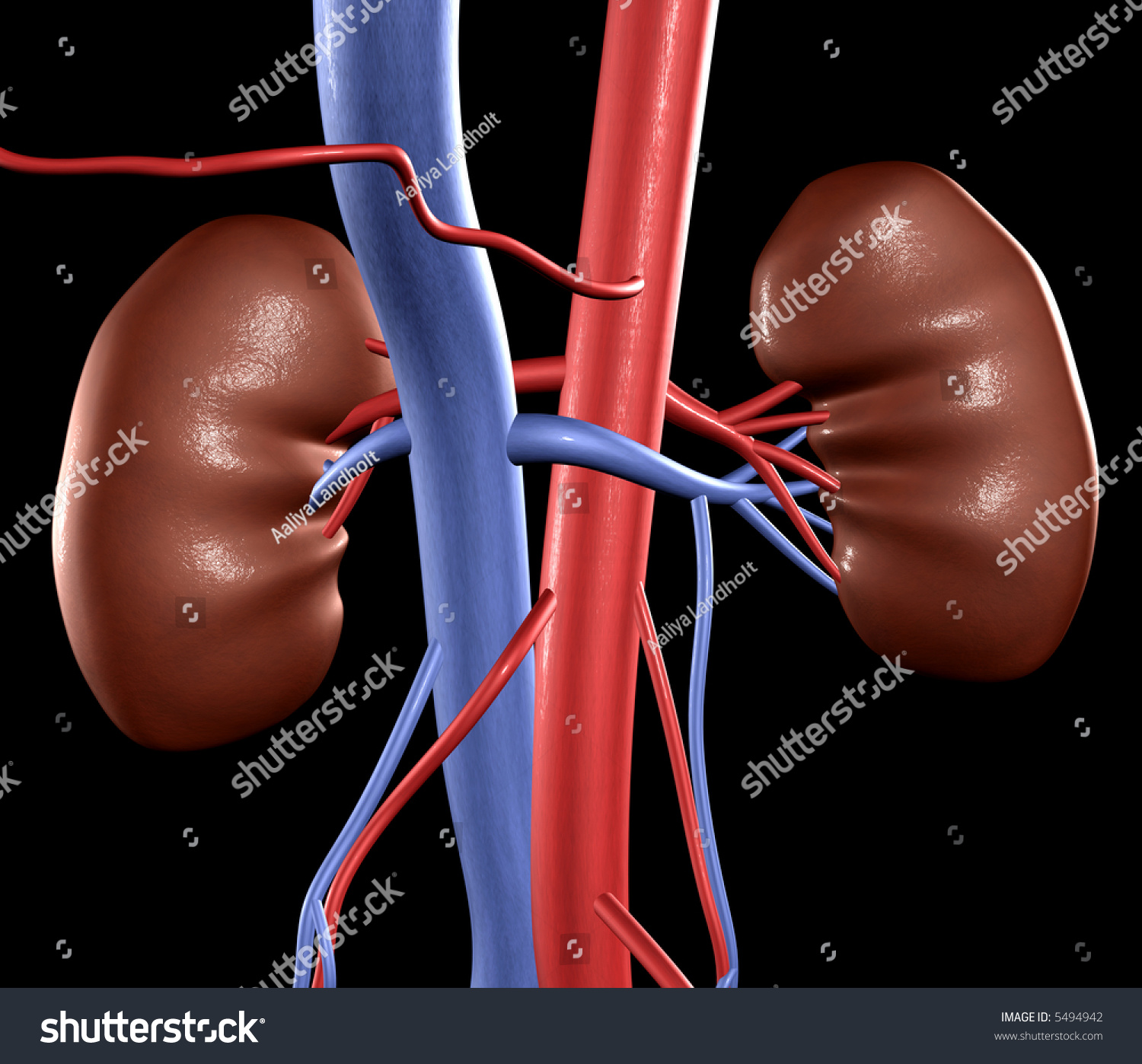 Human Kidneys Arteries Stock Illustration 5494942 - Shutterstock