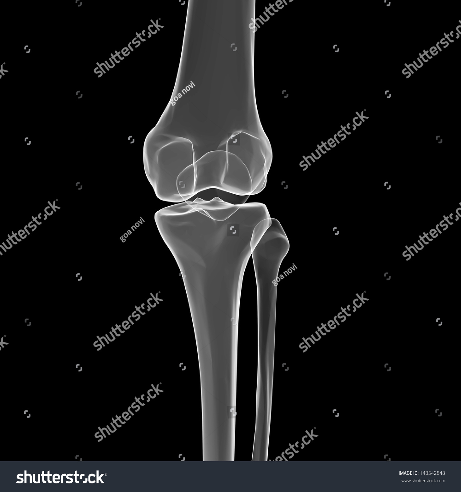 Human Knee Anatomy Femur Tibia Fibula Stock Illustration 148542848 ...