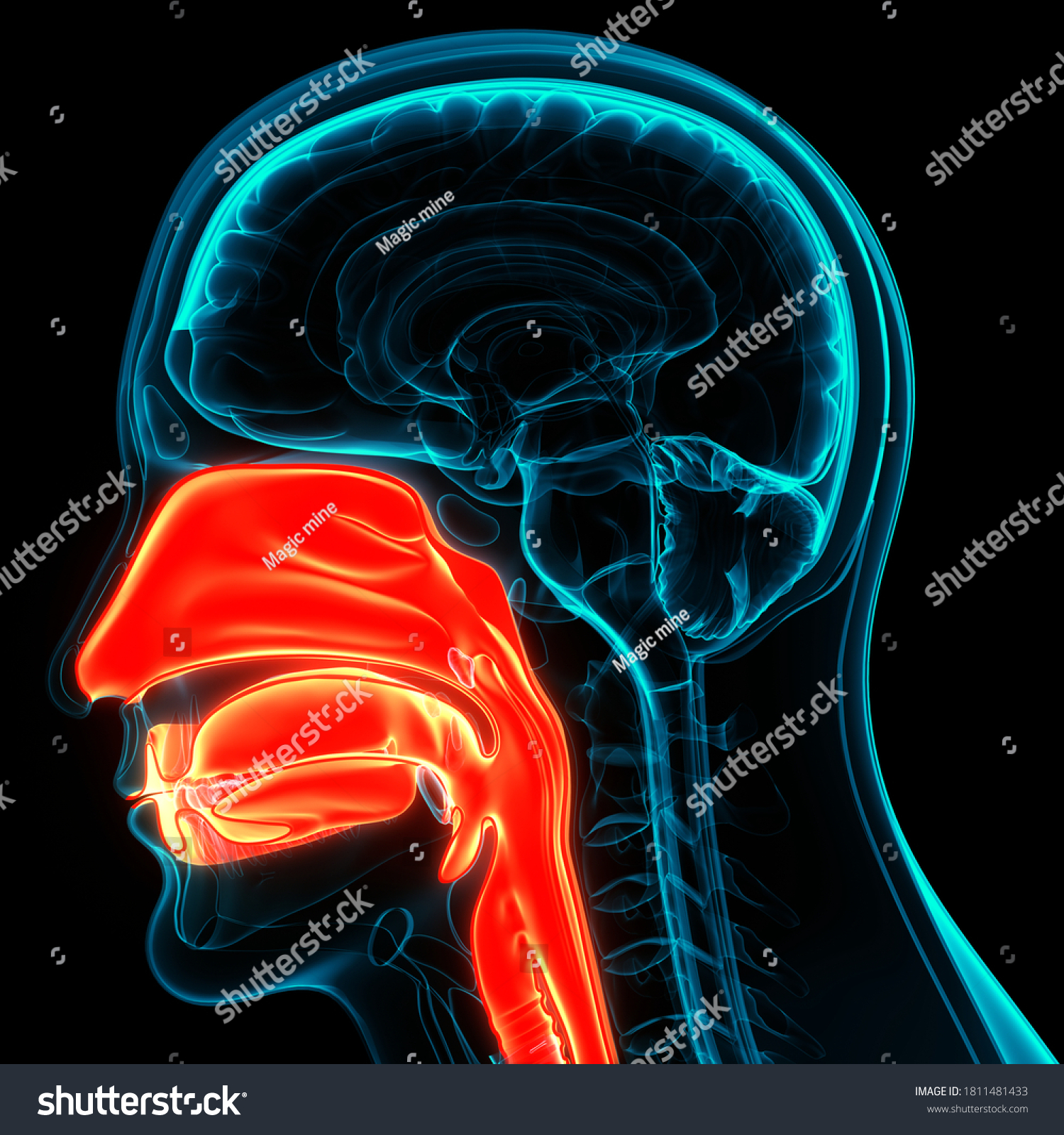 Human Larynx Pharynx Anatomy 3d: ภาพประกอบสต็อก 1811481433 | Shutterstock