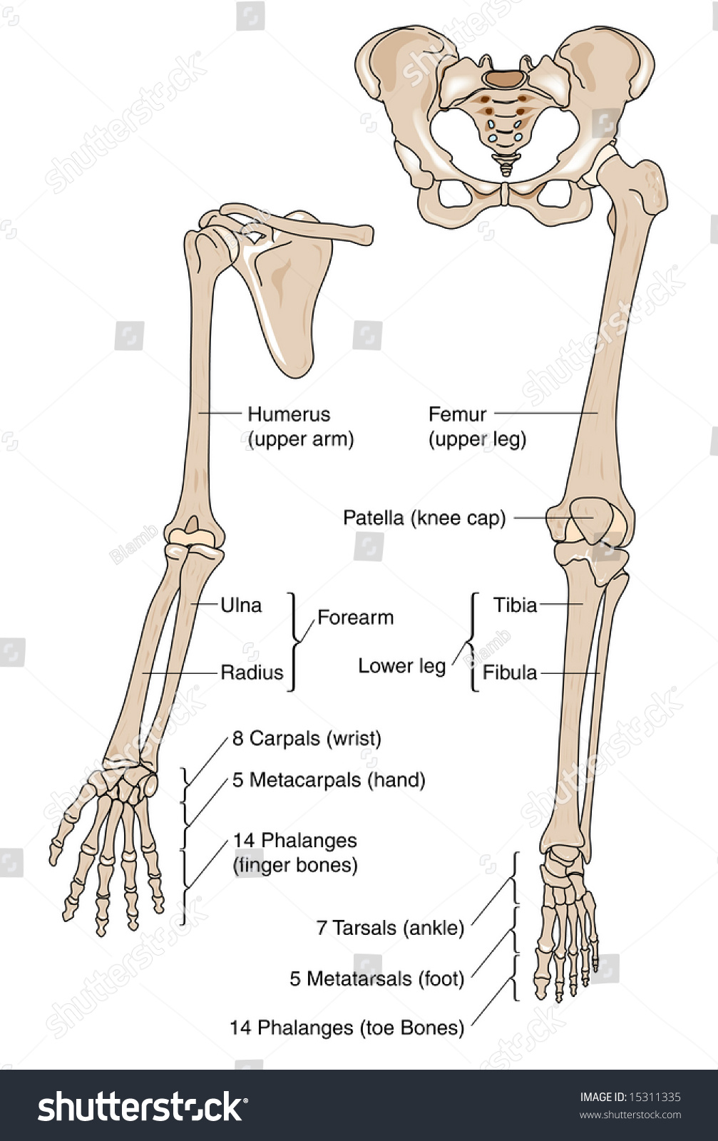 Human Limb Bones Labeled Stock Illustration 15311335 - Shutterstock