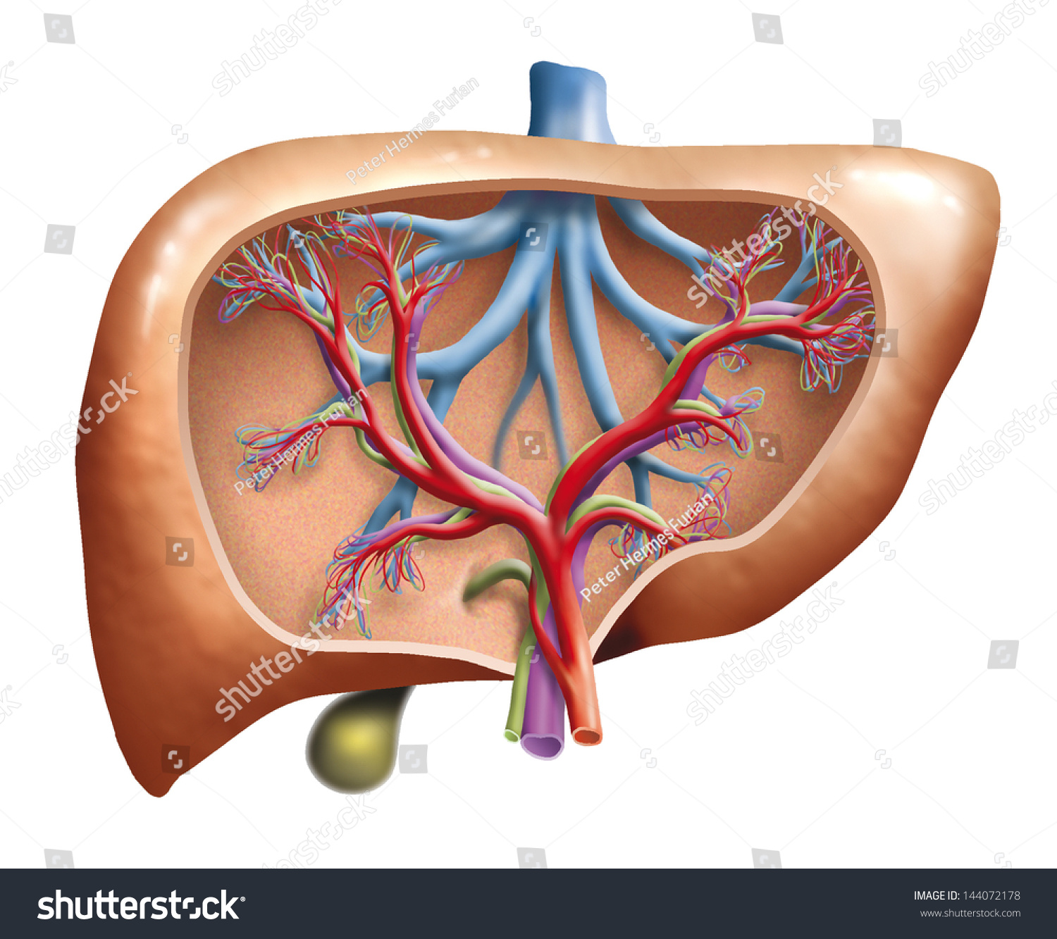 Human Liver Stock Illustration 144072178 - Shutterstock