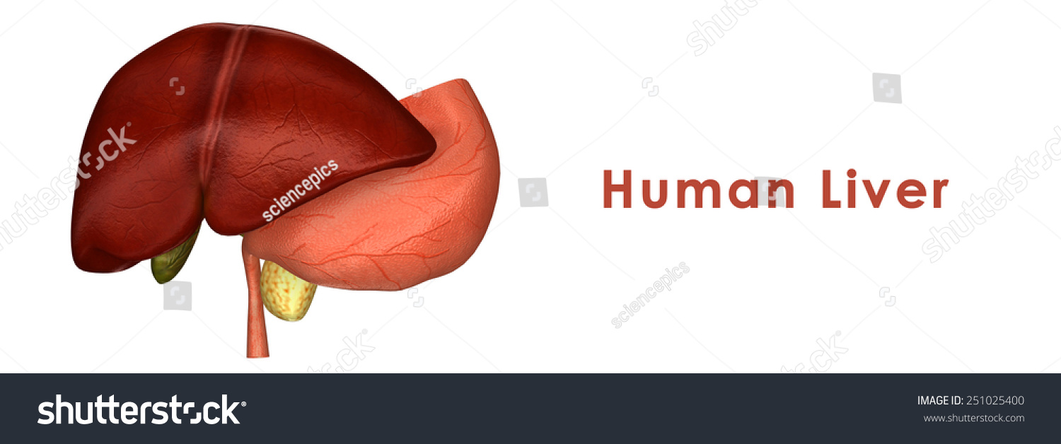 Human Liver Stock Photo 251025400 : Shutterstock