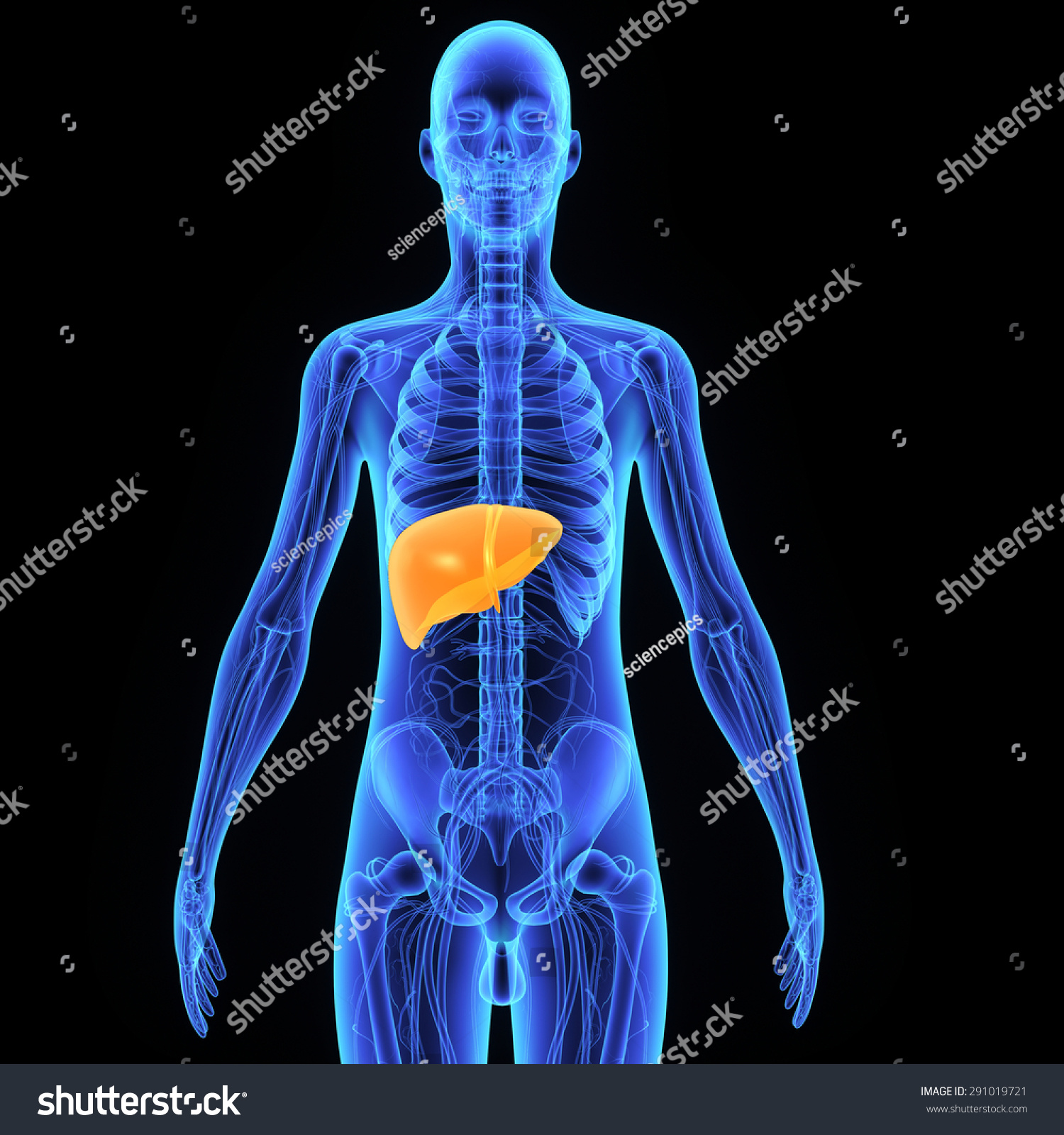 Human Liver Stock Photo 291019721 : Shutterstock