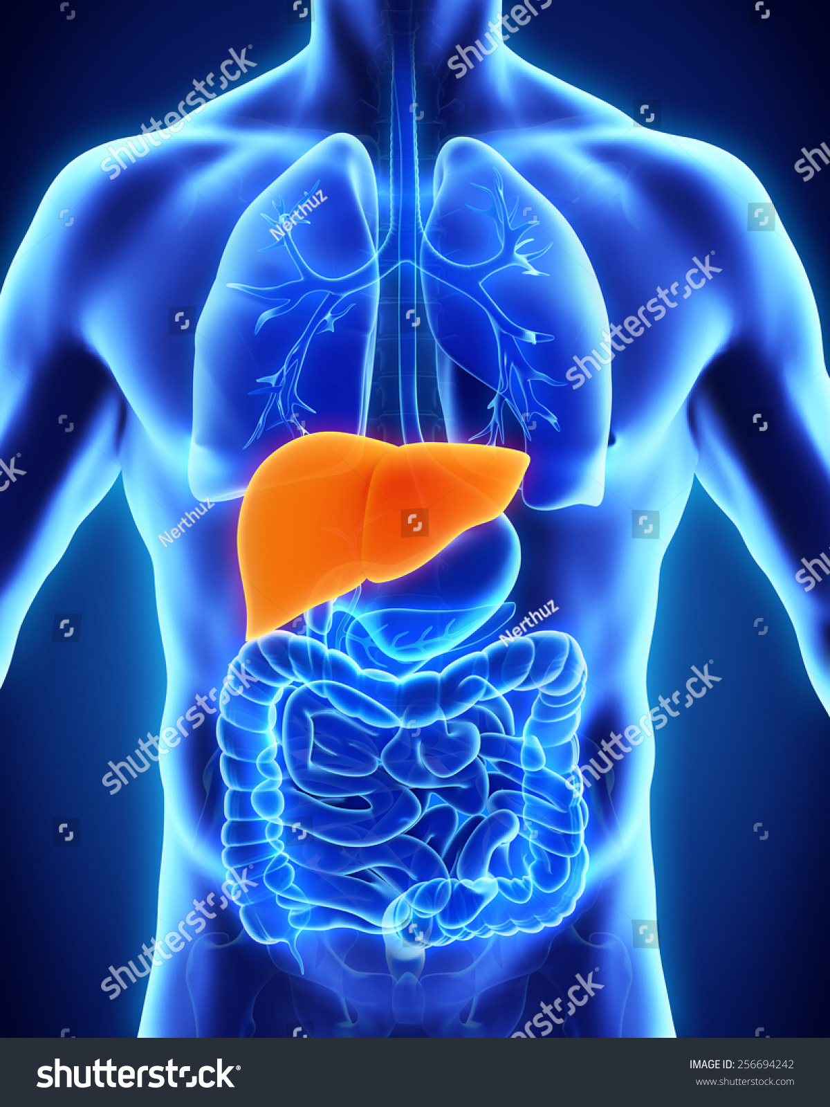 Human Liver Anatomy Stock Photo 256694242 : Shutterstock