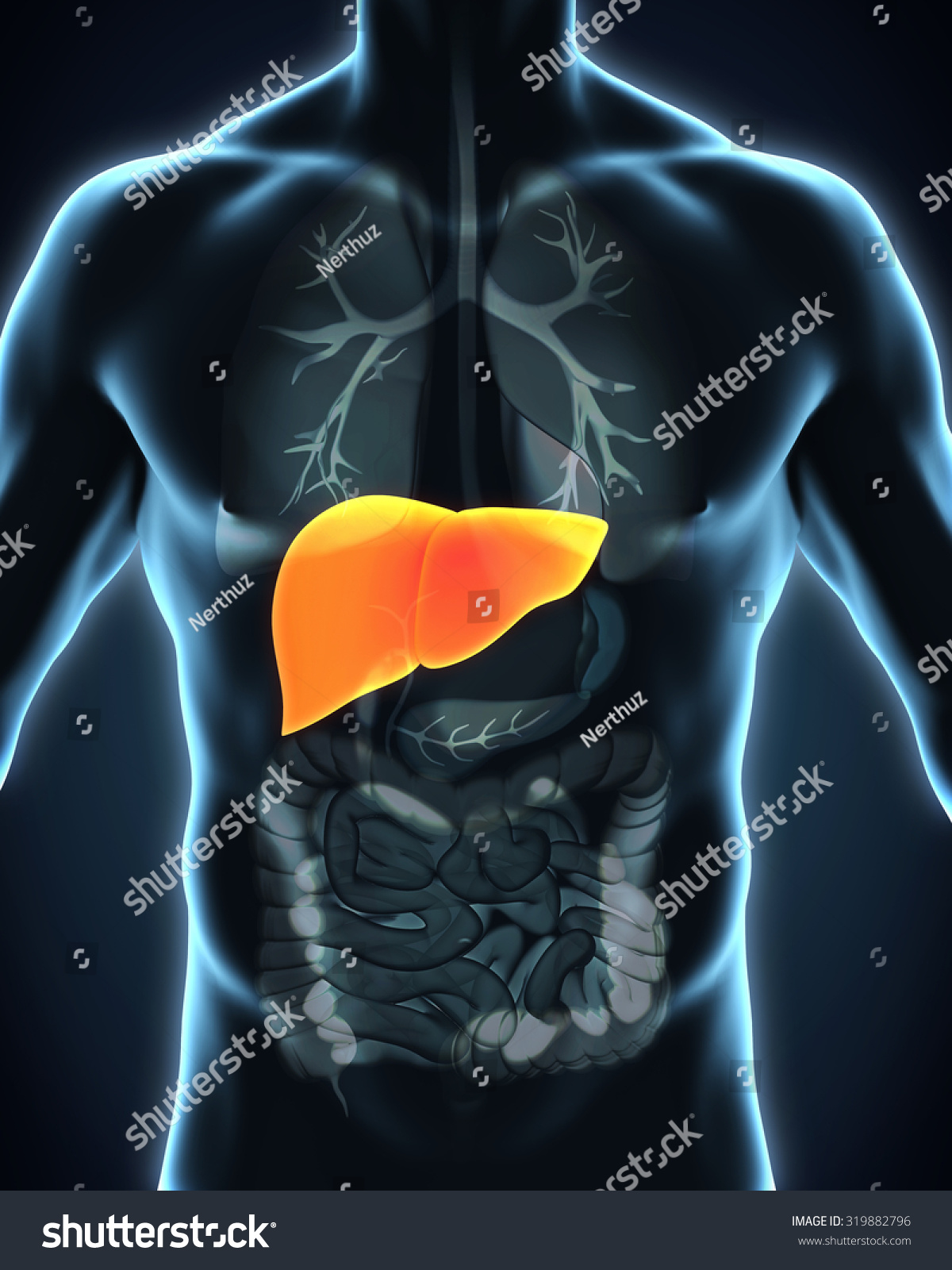 Human Liver Anatomy Stock Illustration 319882796 | Shutterstock