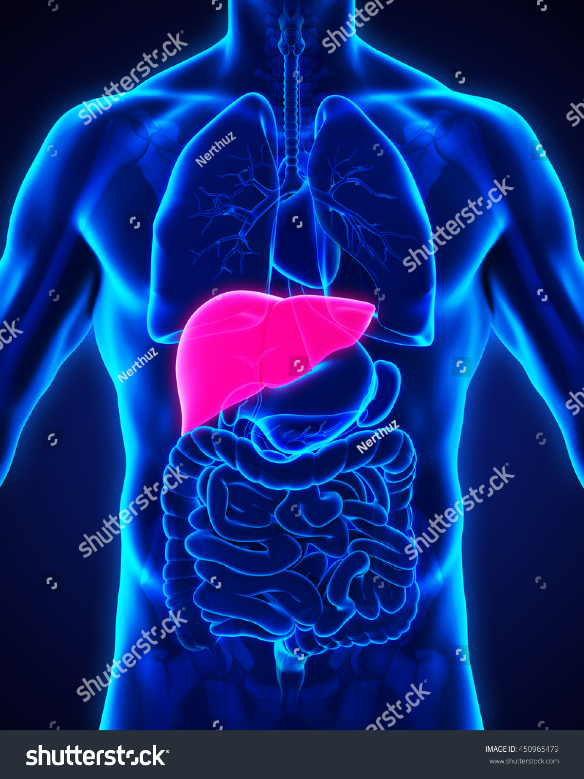 Human Liver Anatomy Illustration. 3d Rendering - 450965479 : Shutterstock