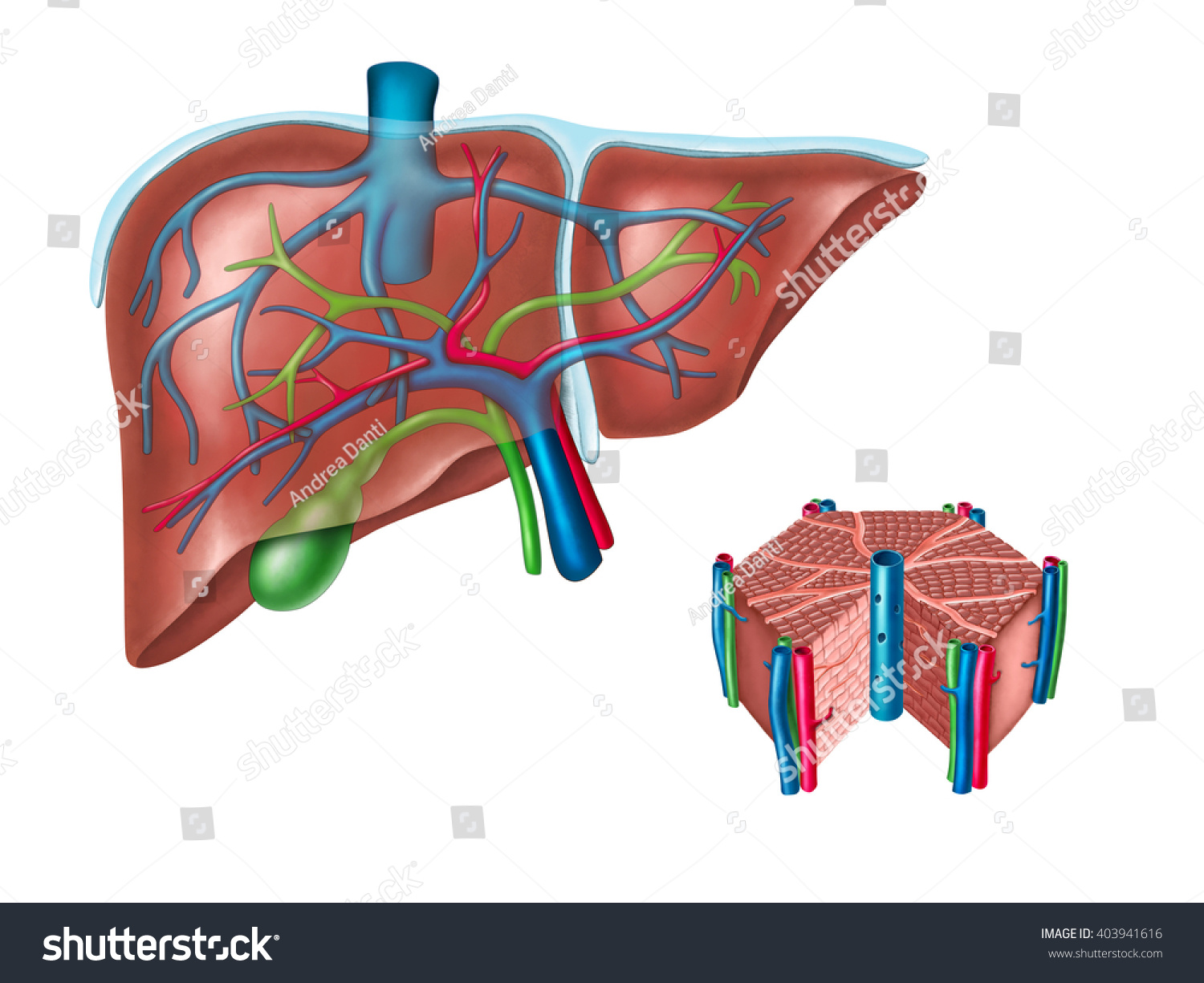 Human Liver And Hepatic Cell Diagram. Digital Illustration. - 403941616