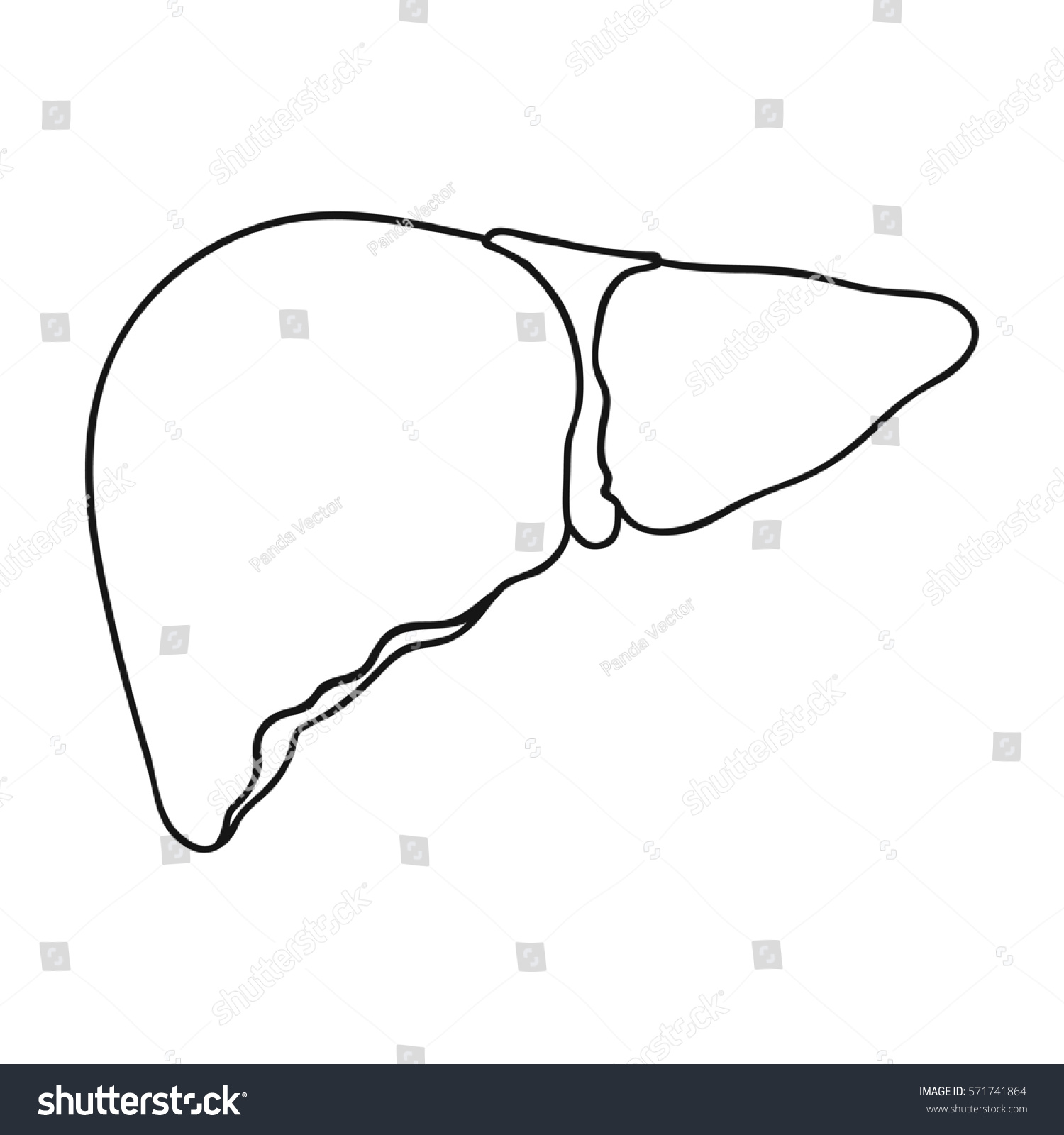 Liver Outline Clip Art