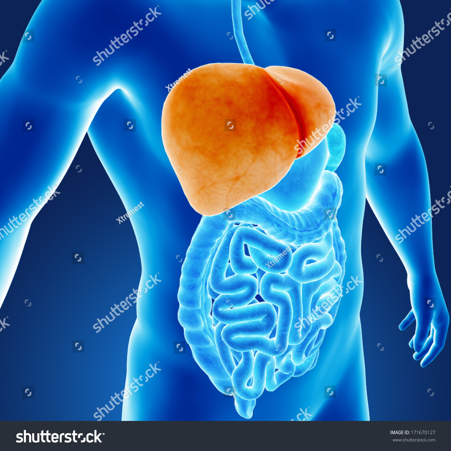 Human Liver Organs Stock Illustration 171670127