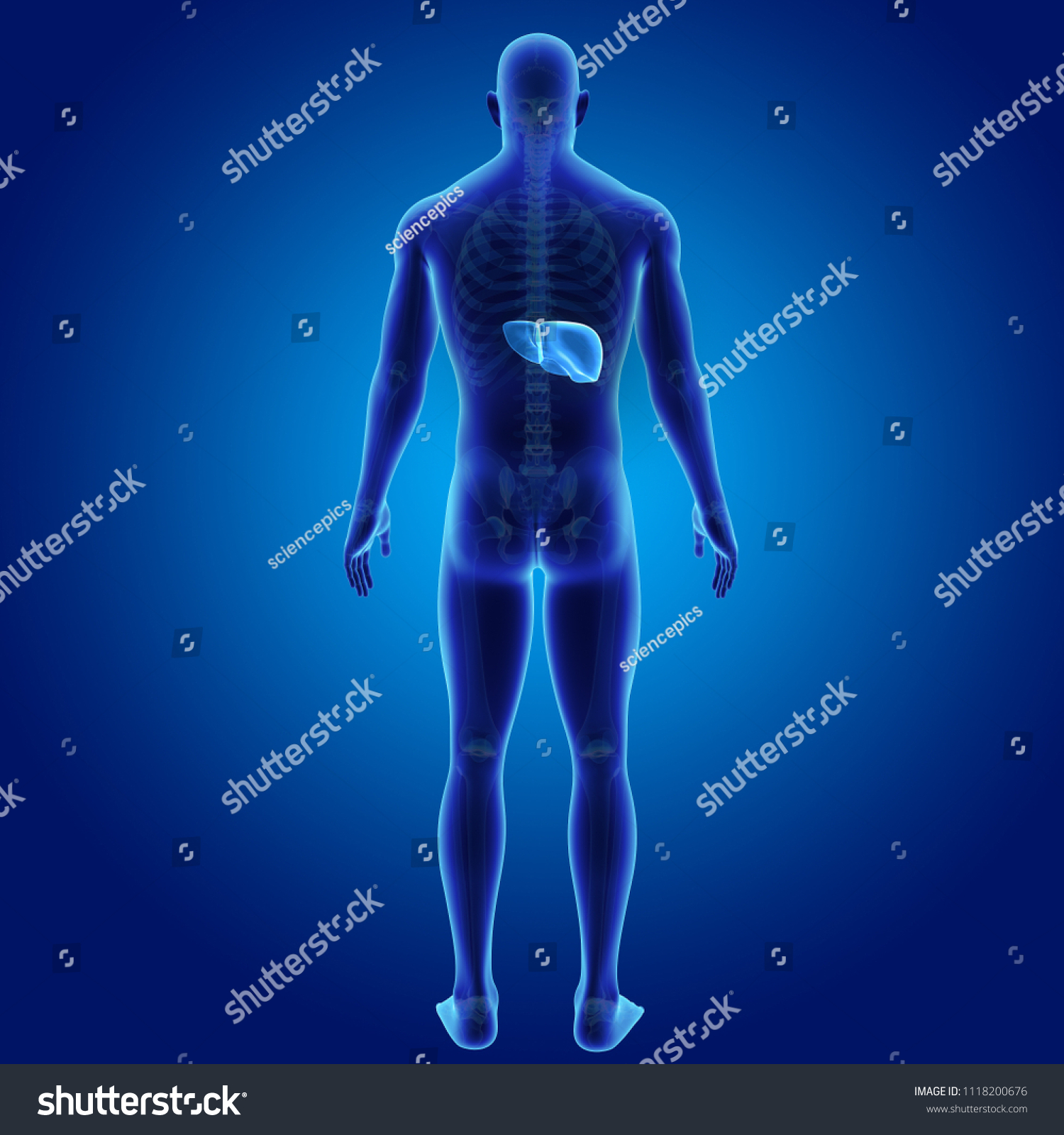 Human Liver Skeleton Posterior View 3d Stock Illustration 1118200676