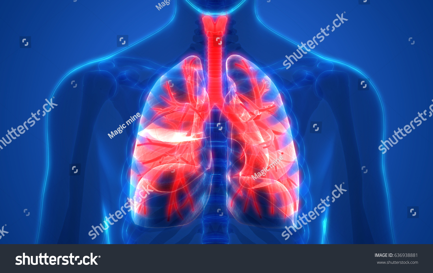 Human Lungs Inside Anatomy Larynx Trachea Stock Illustration 636938881