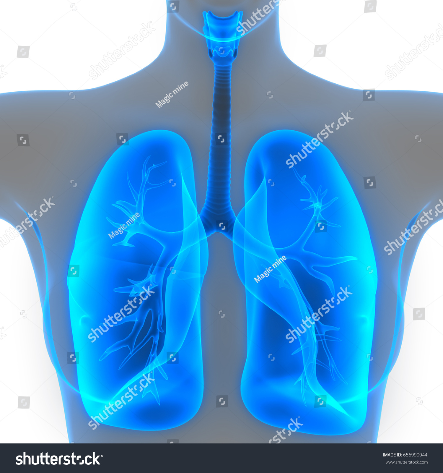 Human Lungs Inside Anatomy Larynx Trachea H Nh Minh H A C S N Shutterstock