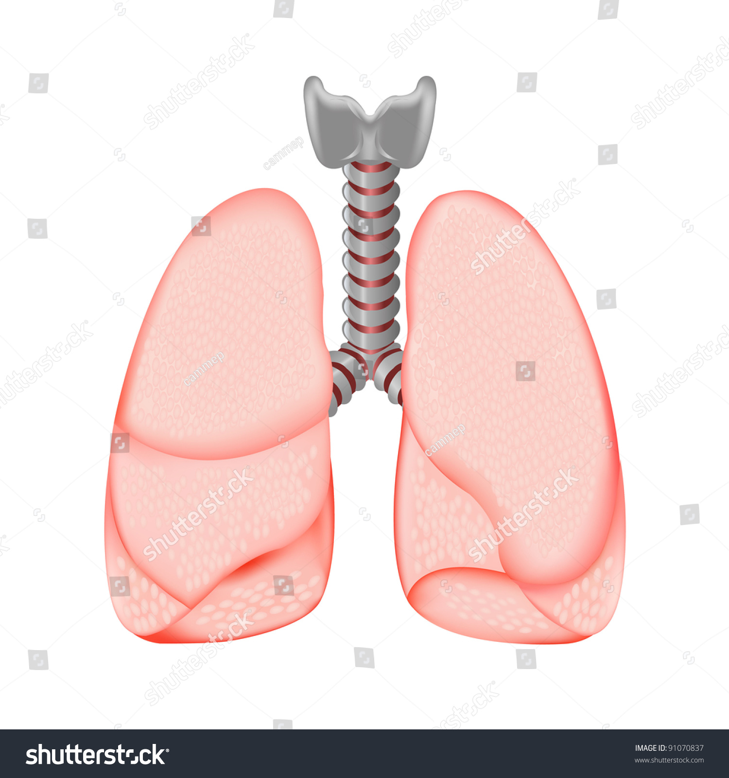 Human Lungs, Isolated On White Background Stock Photo 91070837 ...