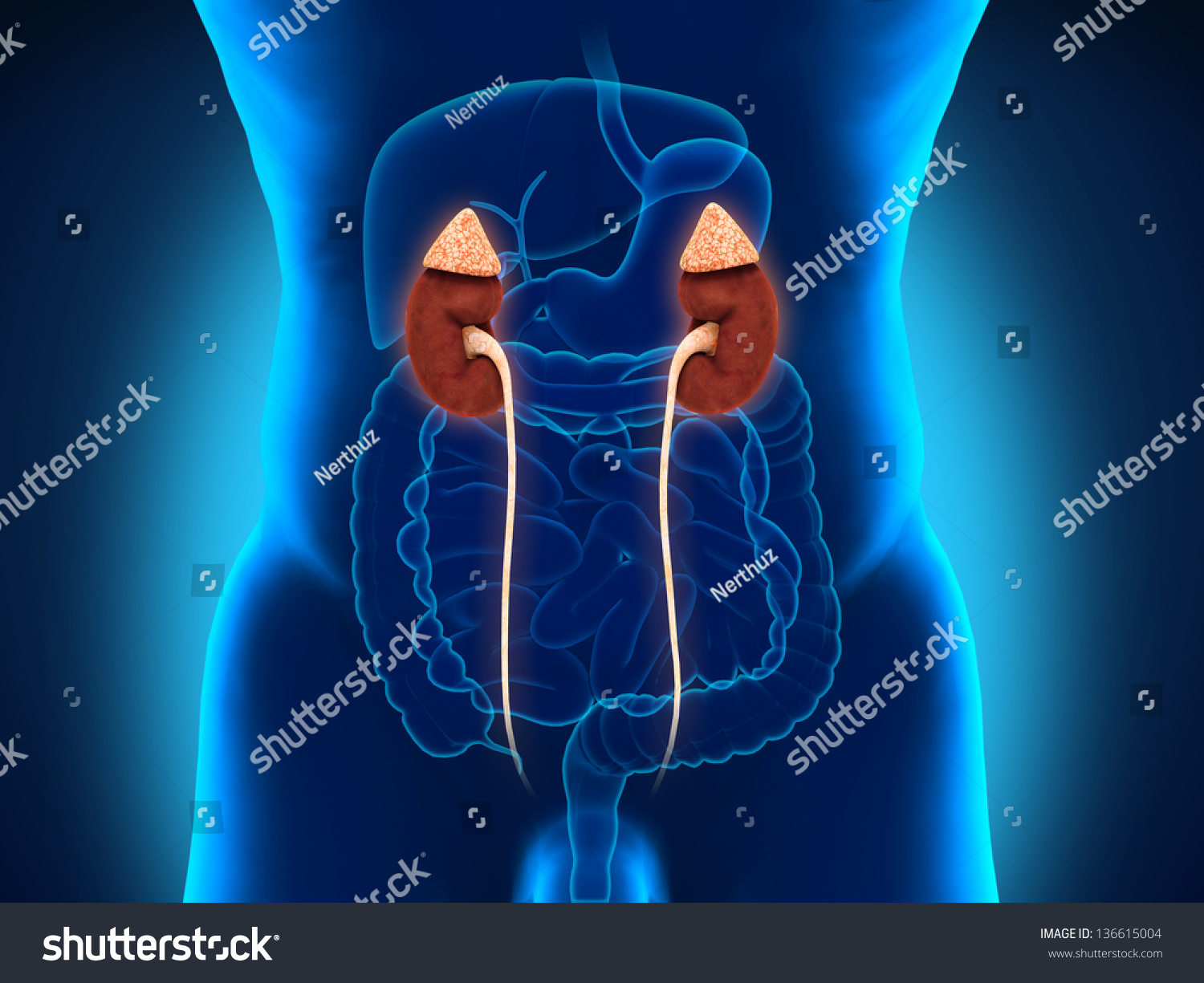 Human Male Kidneys Anatomy Stock Photo 136615004 : Shutterstock