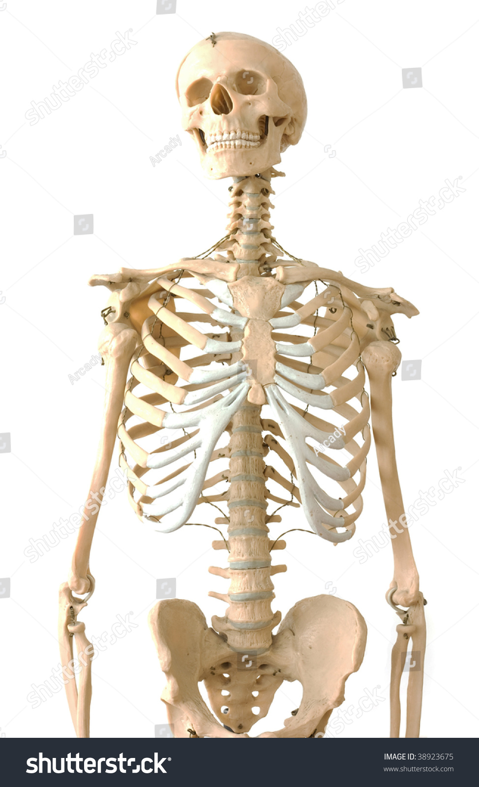 Human Medical Skeleton Stock Photo 38923675 : Shutterstock