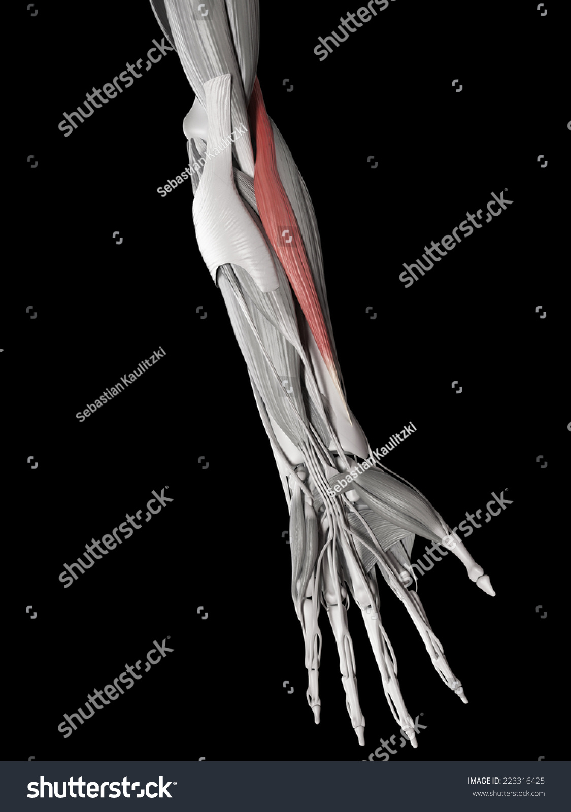 Human Muscle Anatomy Brachioradialis 库存插图 223316425 Shutterstock