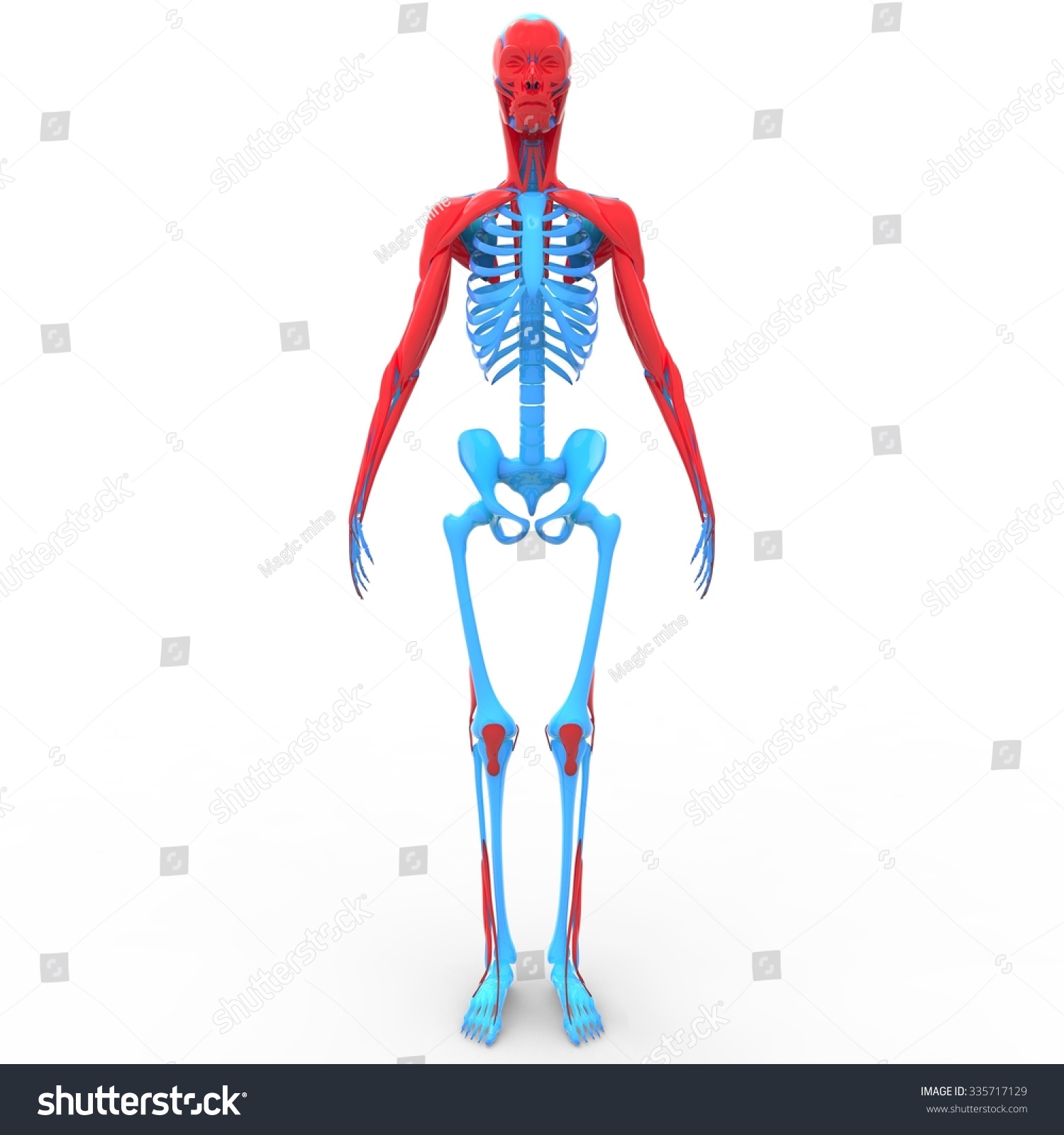 Human Muscles With Skeleton Stock Photo 335717129 : Shutterstock