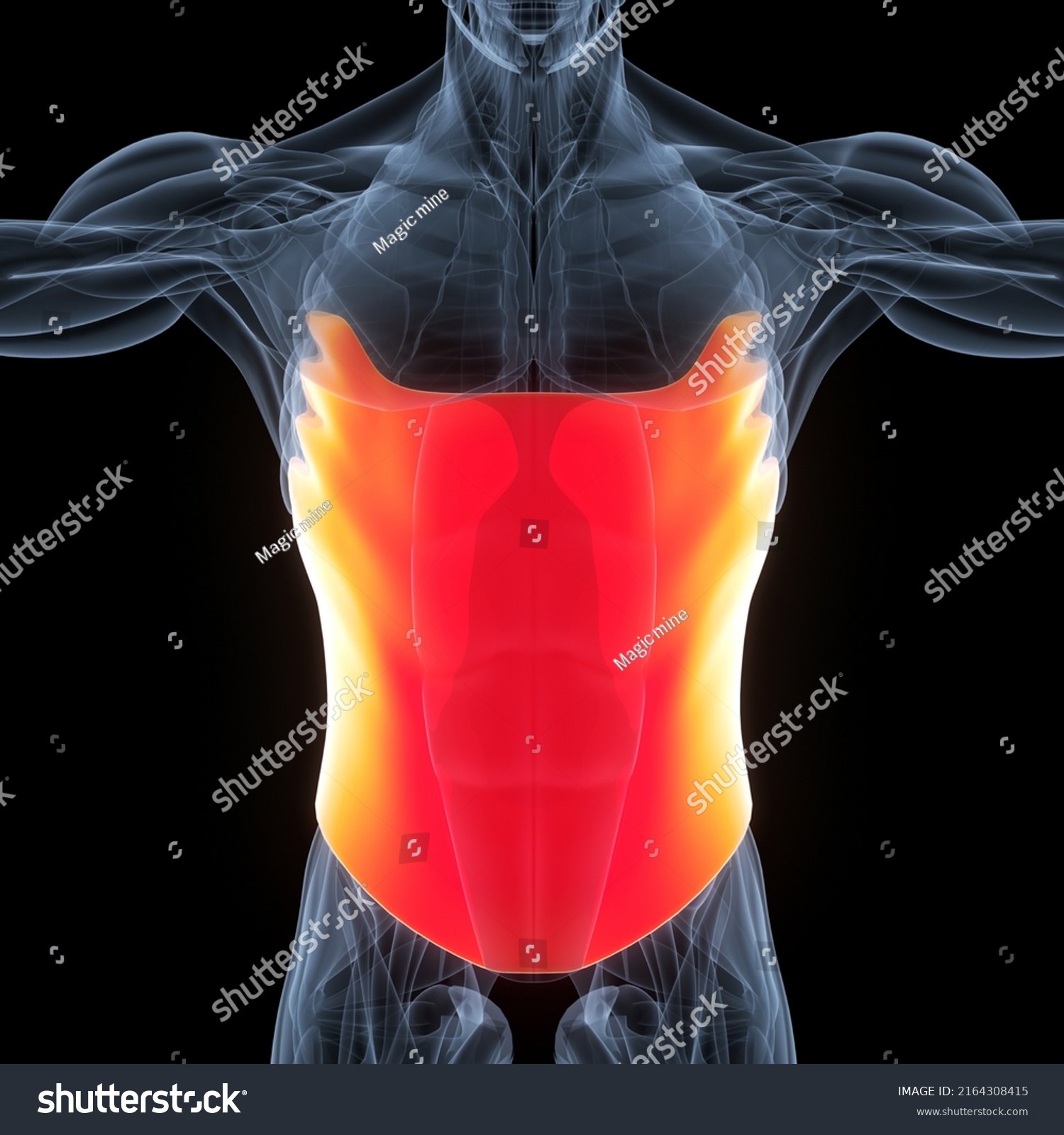 Human Muscular System Torso Muscles Abdominal Stock Illustration ...