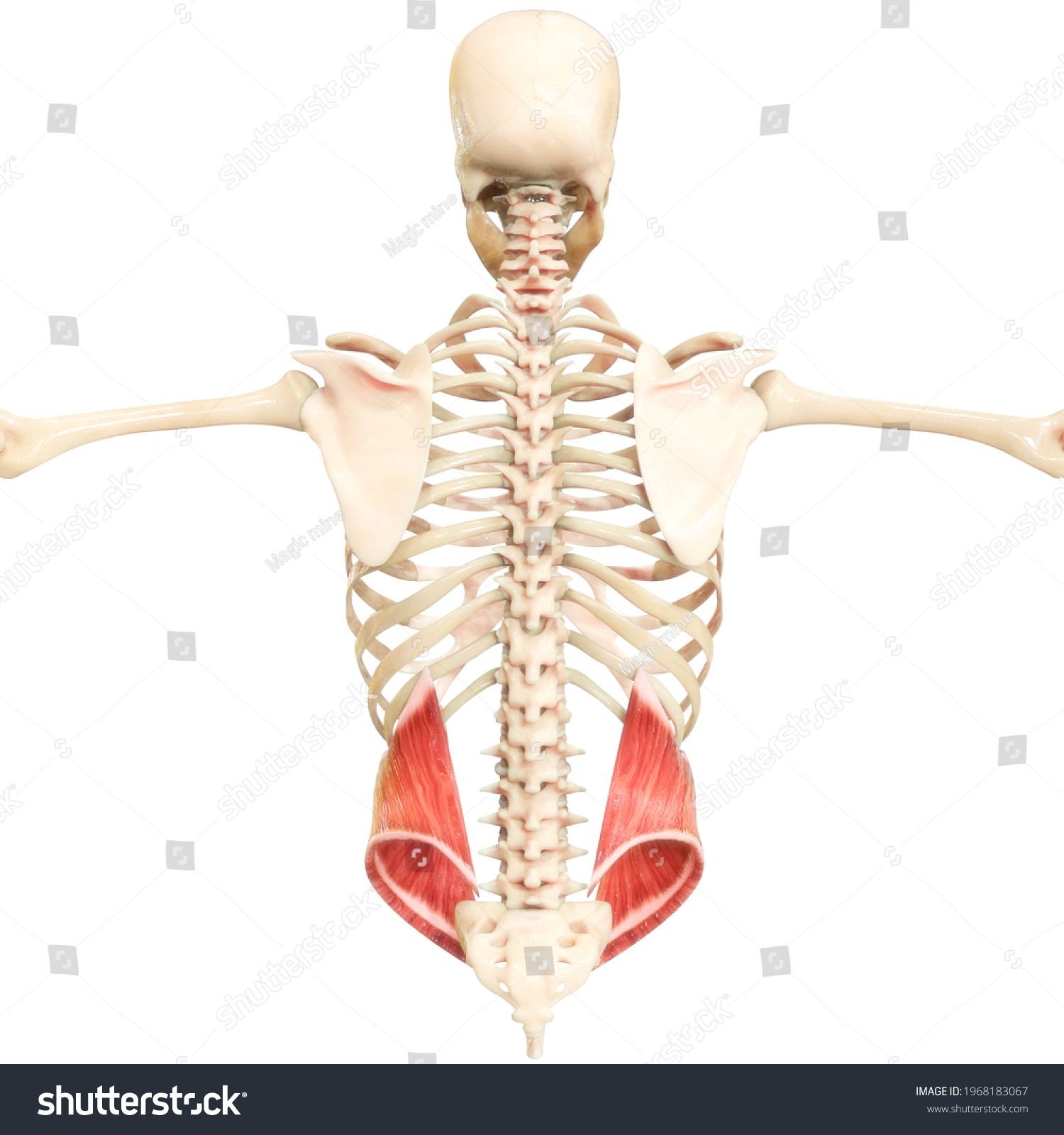 Human Muscular System Torso Muscles Internal Stock Illustration ...