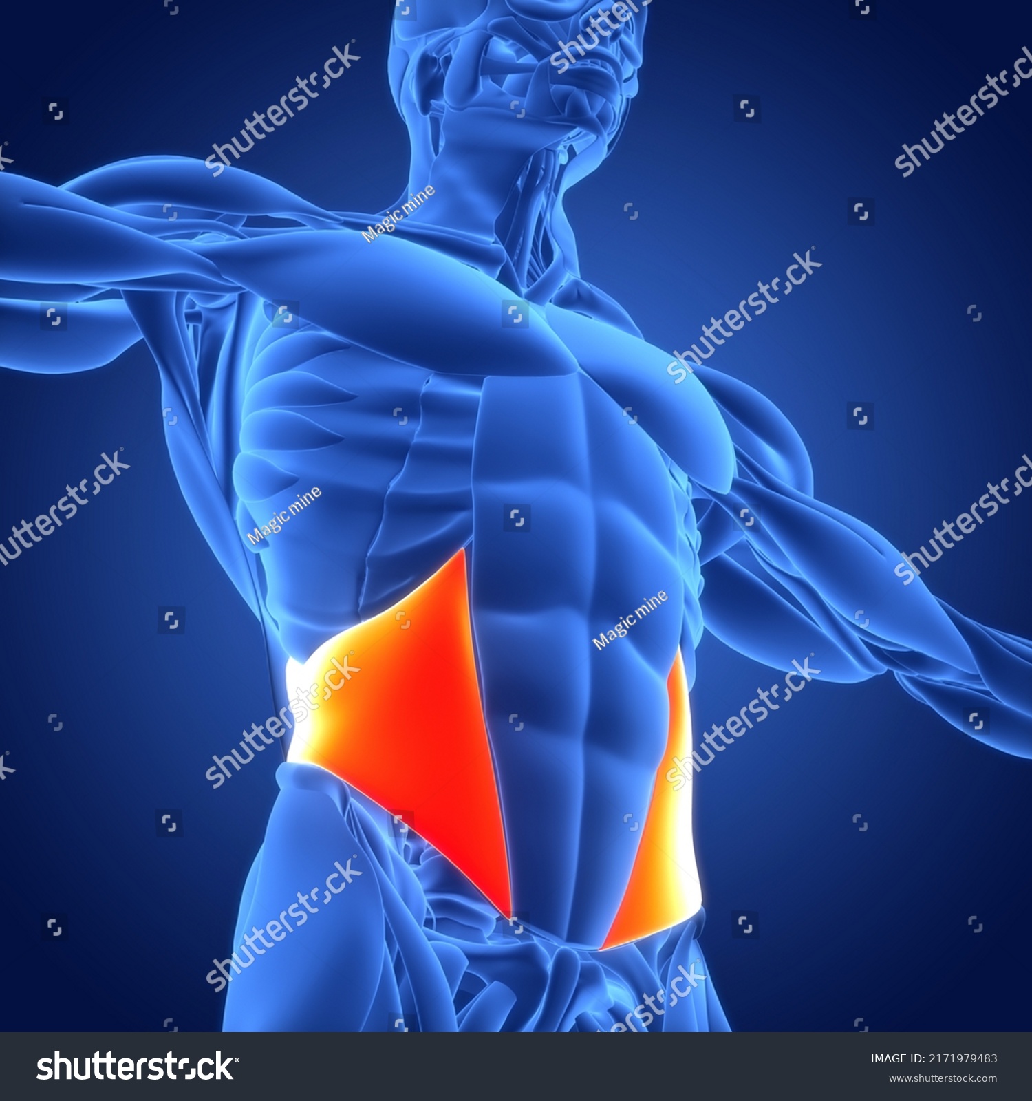 Human Muscular System Torso Muscles Internal Stock Illustration ...