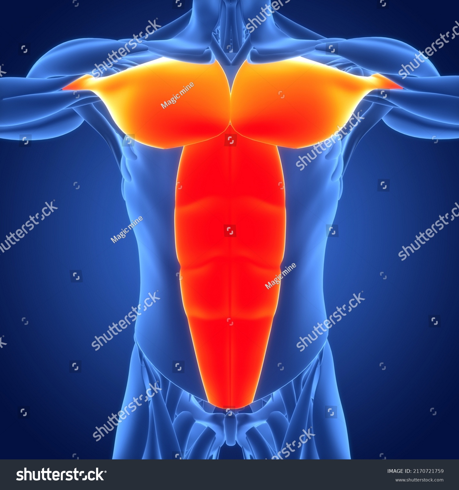 Human Muscular System Torso Muscles Pectoral Stock Illustration ...