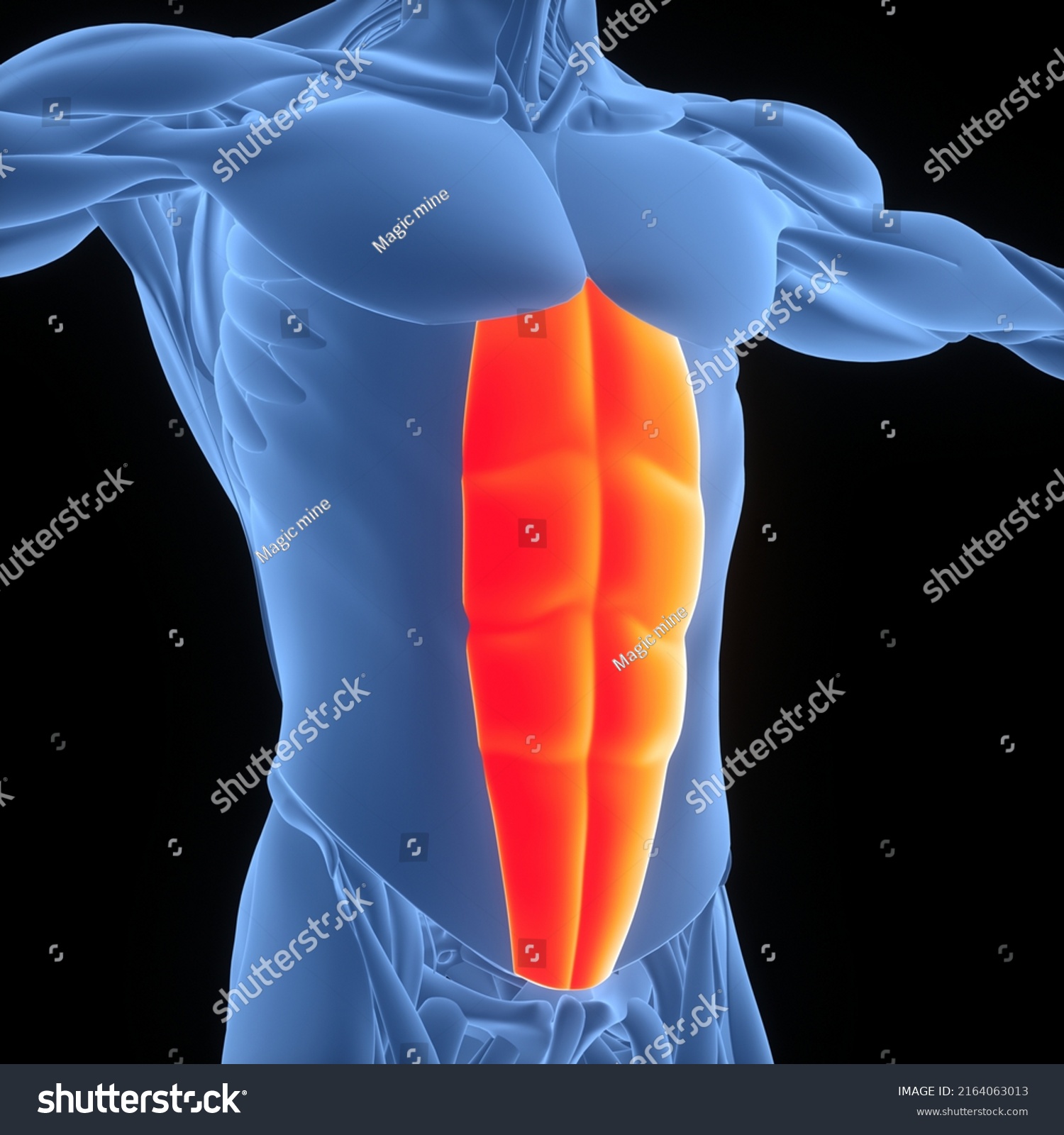 Human Muscular System Torso Muscles Rectus Stock Illustration ...