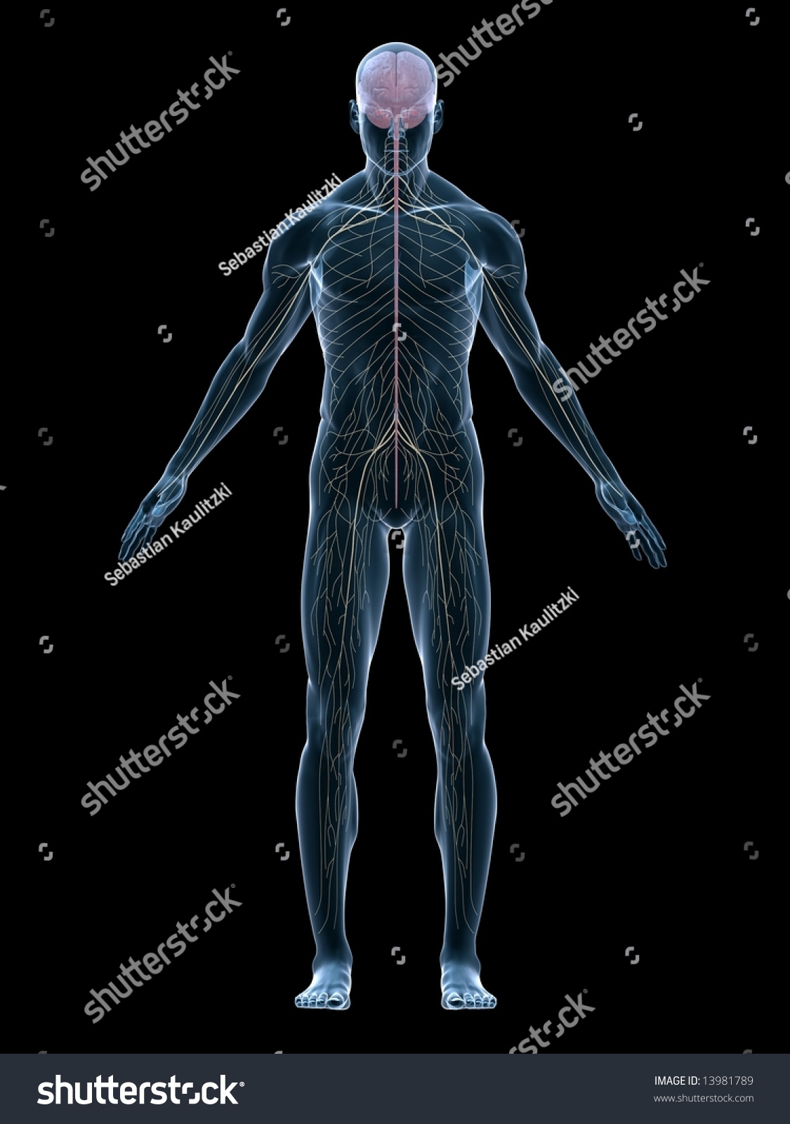 Human Nerve System Stock Photo 13981789 : Shutterstock