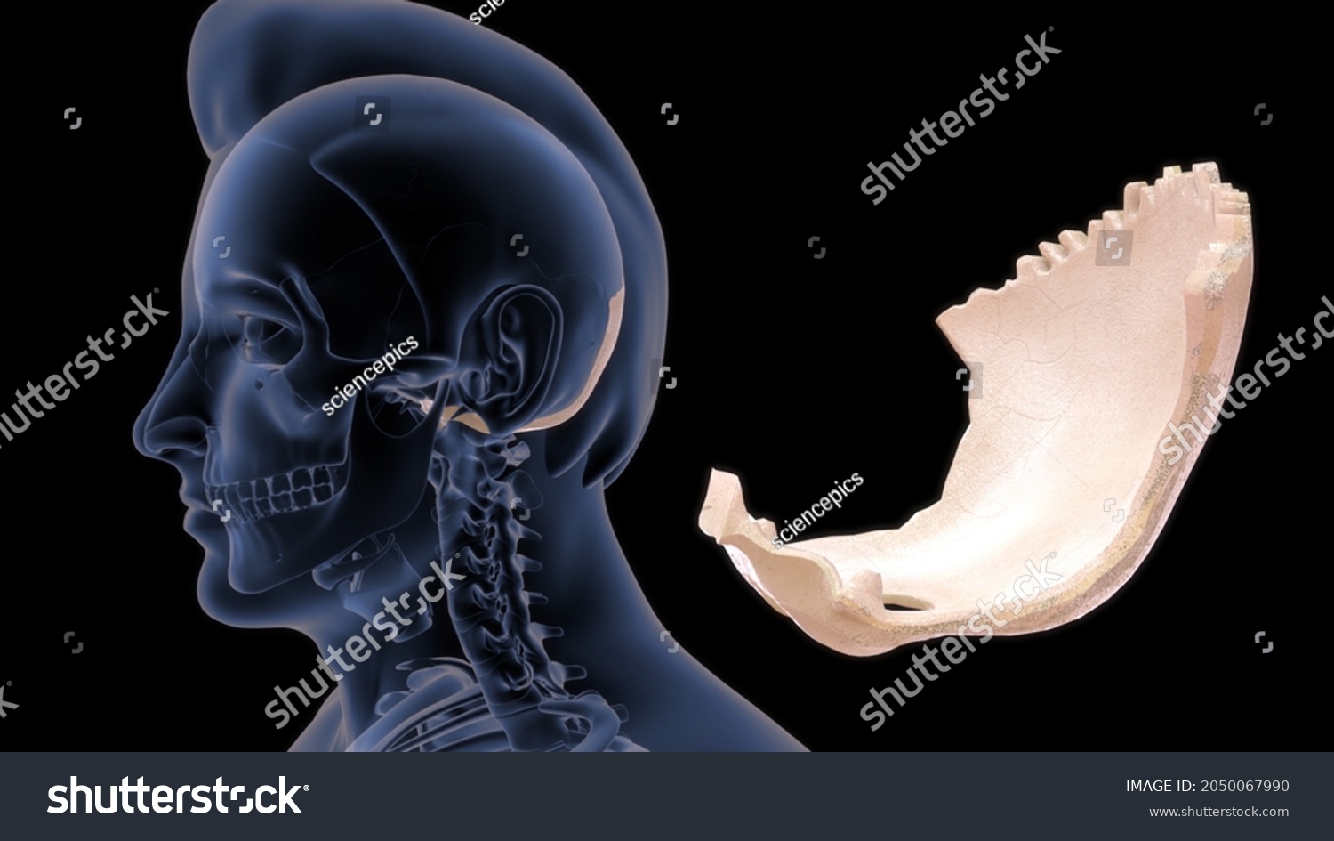 Occipital Stock Illustrations Images And Vectors Shutterstock 0563