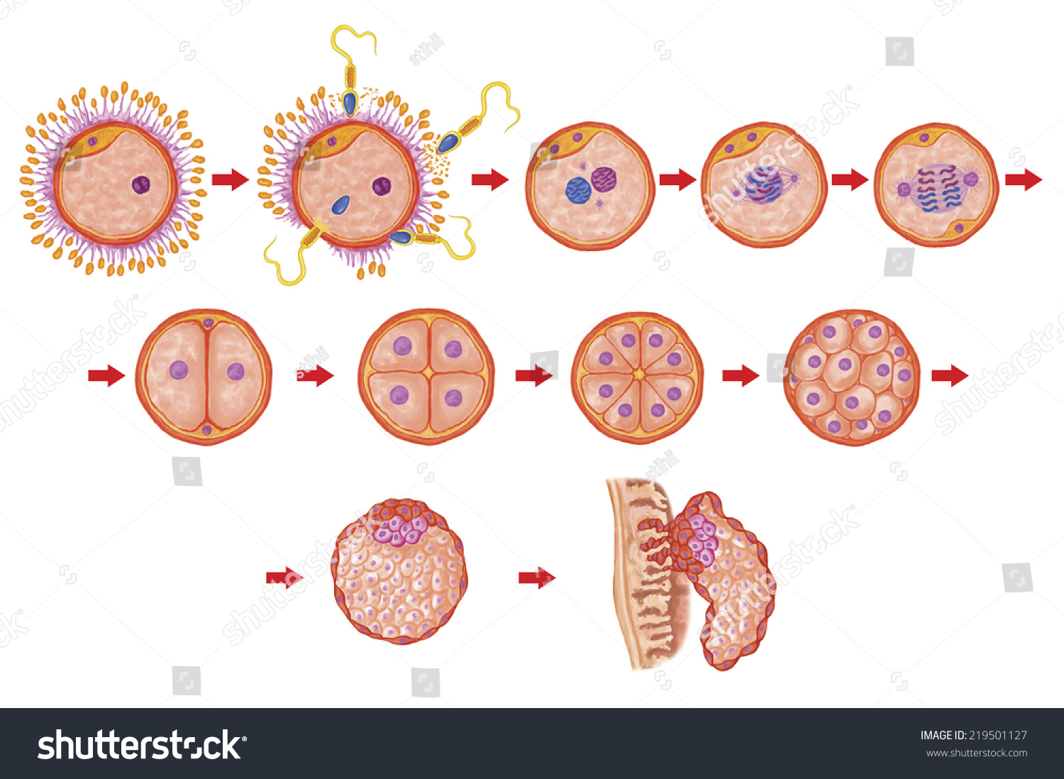 Human Ontogeny Fertilization Developmental Stage Embryology Stock ...