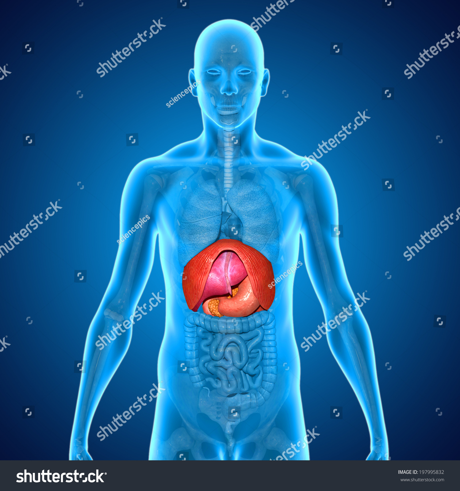 Human Organs Stock Photo 197995832 : Shutterstock