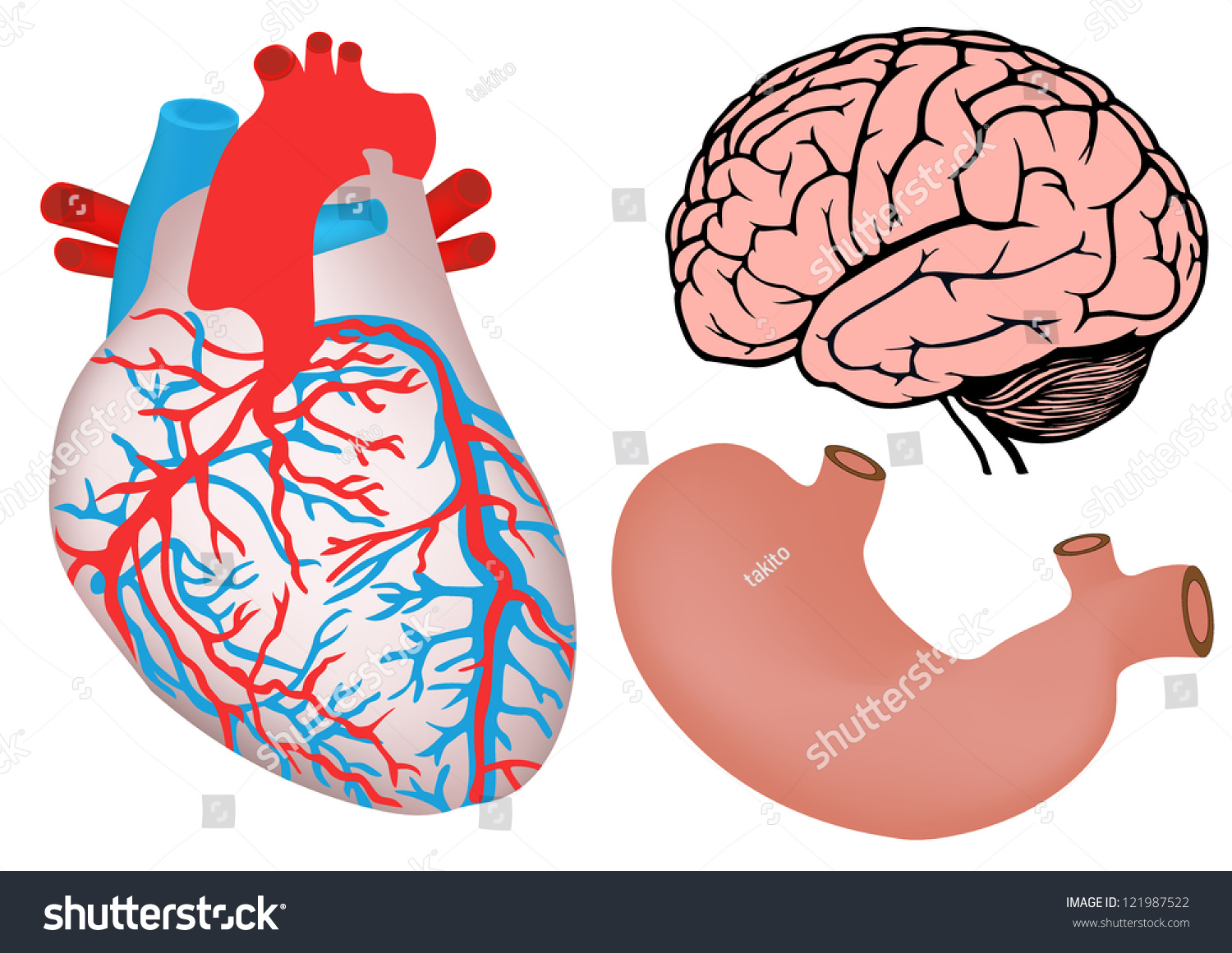 Human Organs Human Heart Stomach Brain Stock Illustration