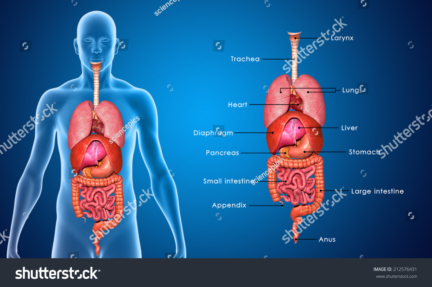 Human Organs Labelled Stock Illustration 212576431