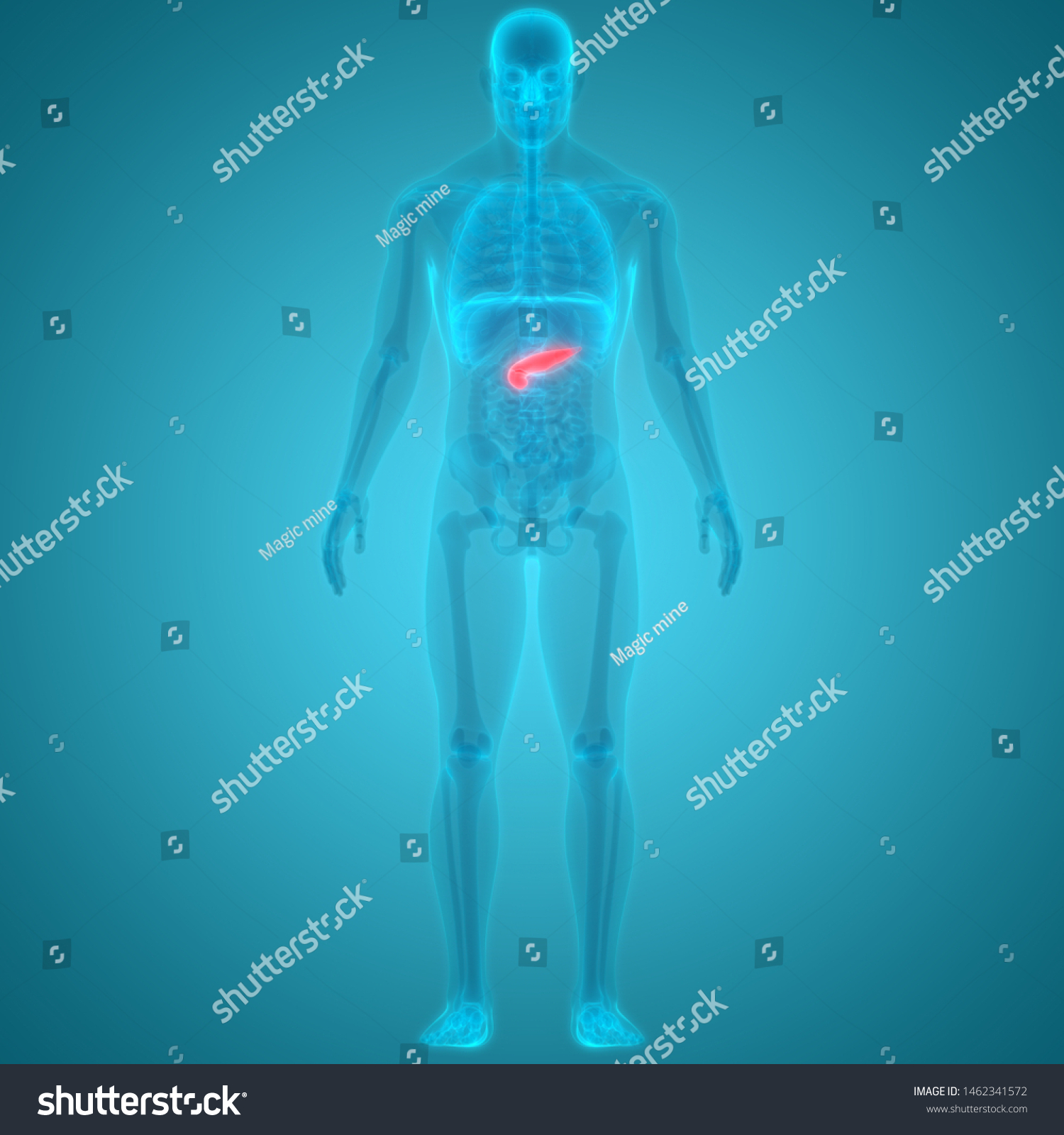 Human Organs Pancreas Anatomy Anterior View Ilustración De Stock 1462341572 Shutterstock