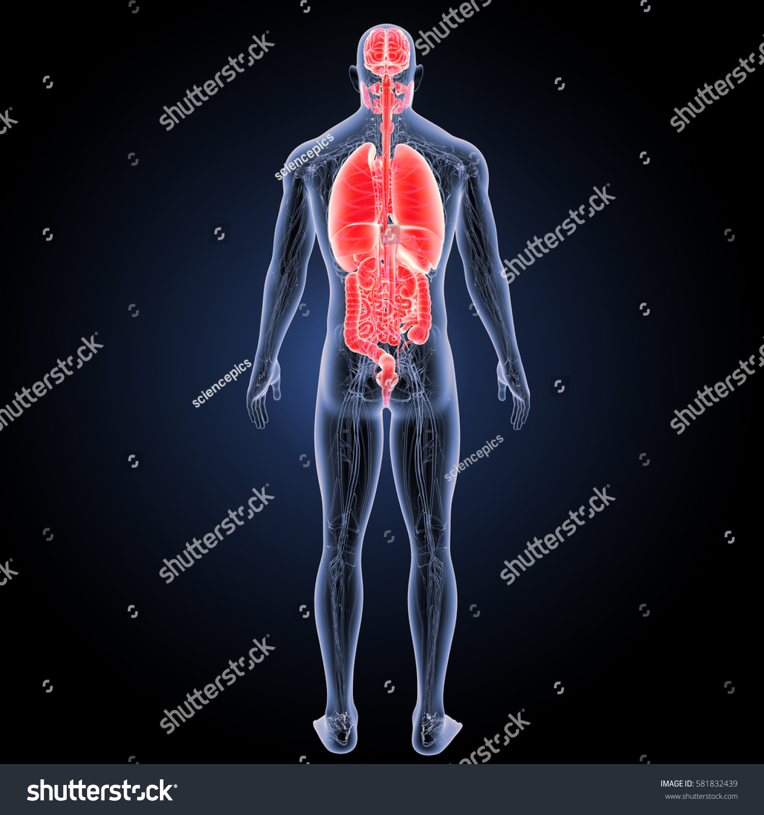 Human Organs Posterior View 3d Illustration Stock Illustration 581832439