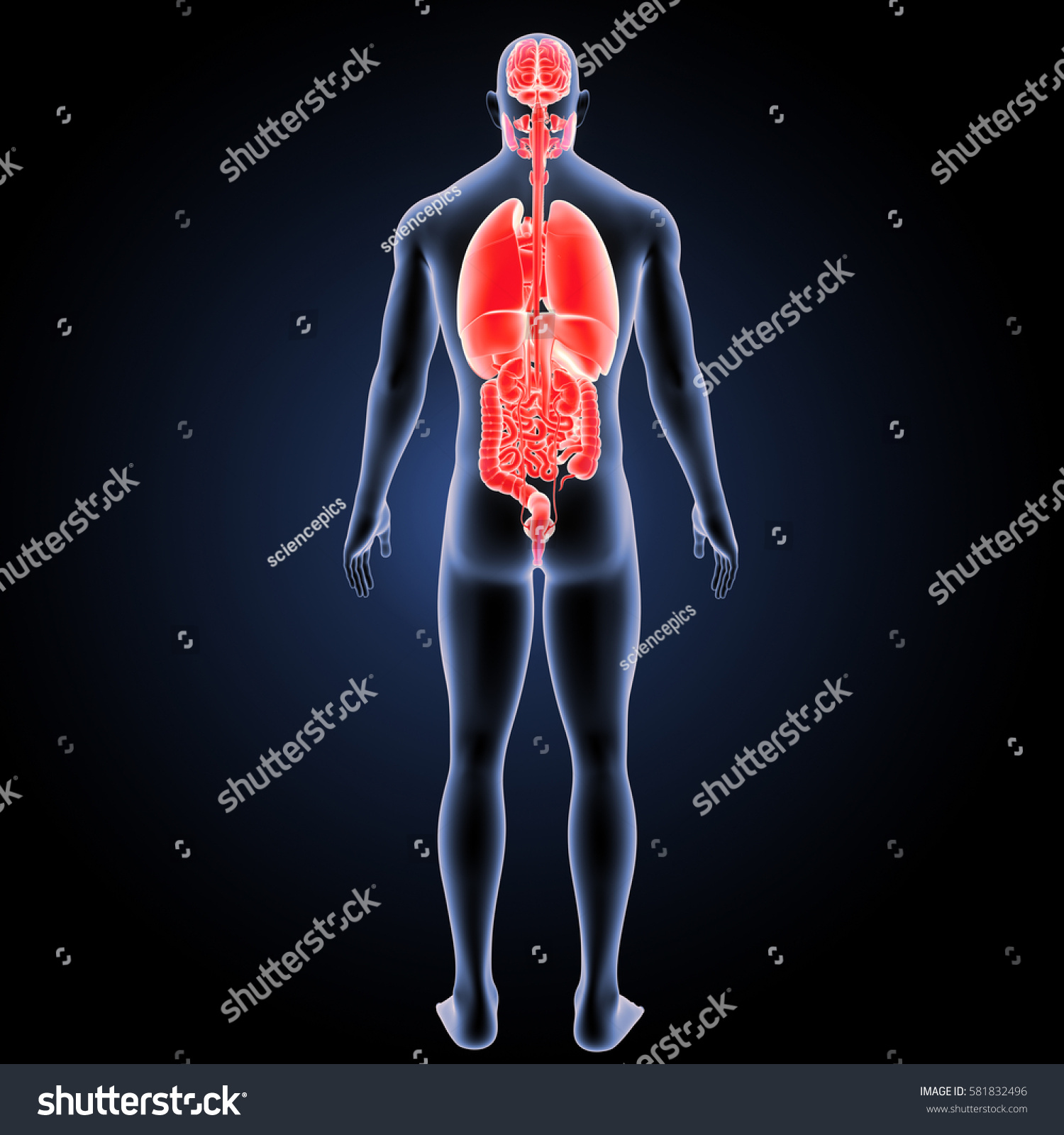 Human Organs Posterior View 3d Illustration Stock Illustration