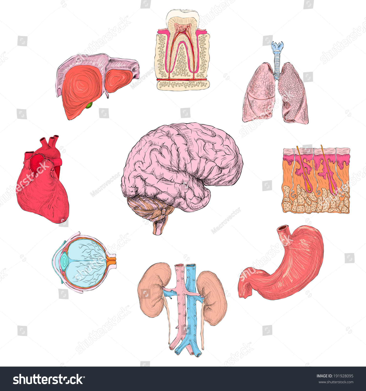 Human Organs Set Of Lungs Heart Brain Kidney Hand Drawn Isolated ...