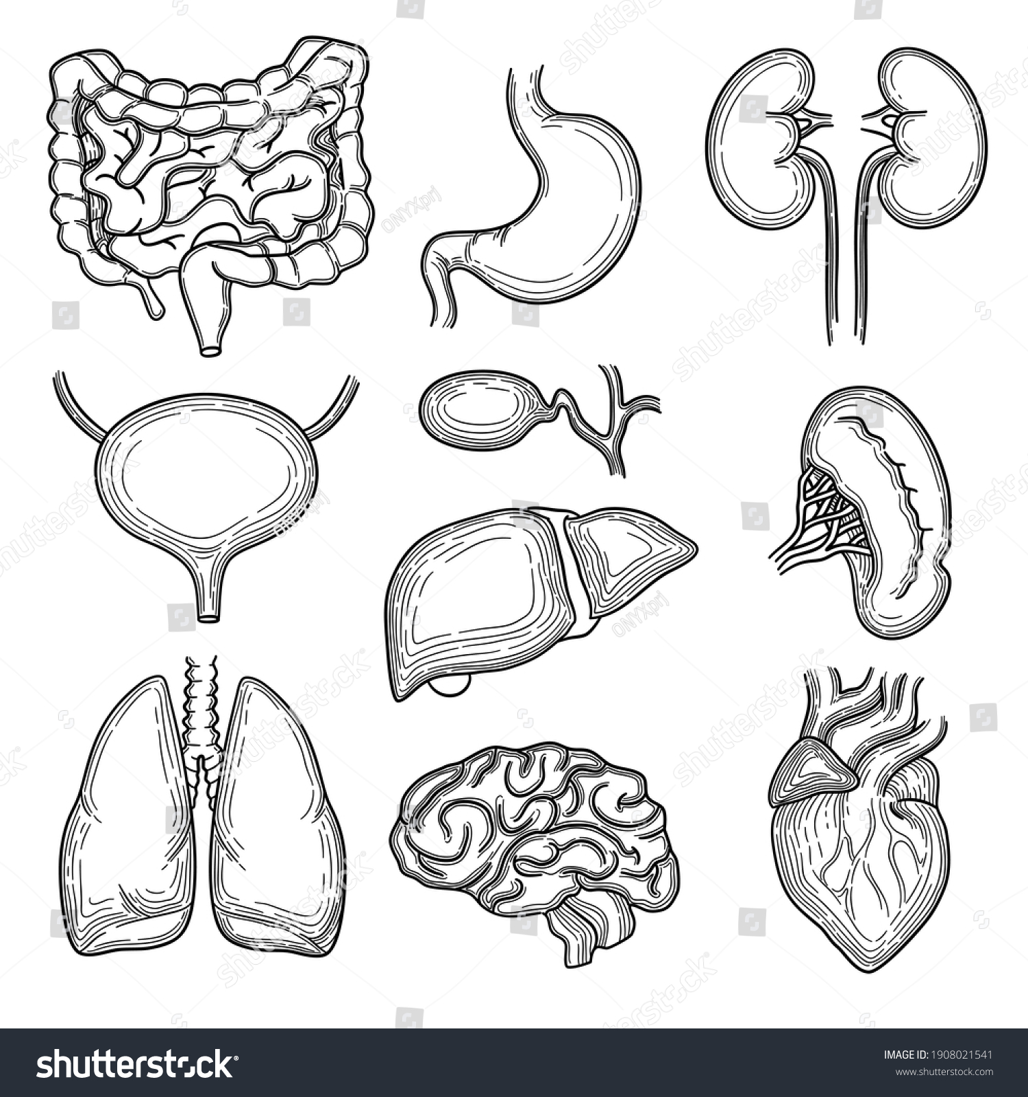 Human organs sketch Images, Stock Photos & Vectors Shutterstock