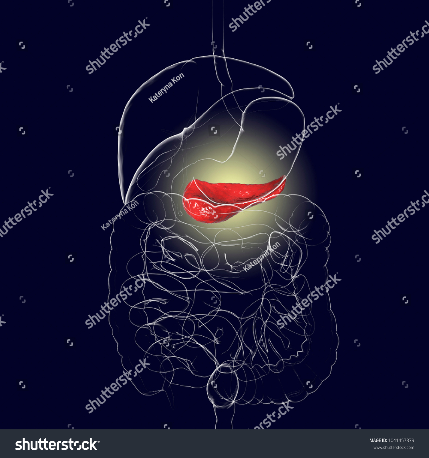 Human Pancreas Anatomy 3d Illustration Showing: Ilustrações Stock ...