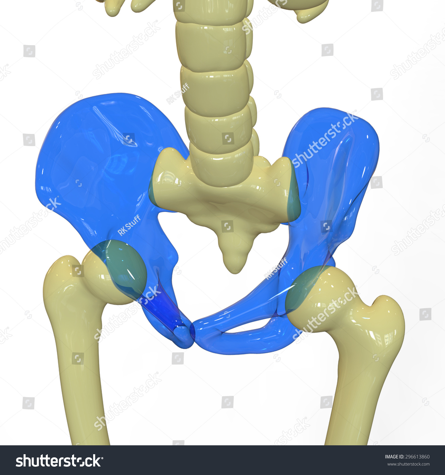 Human Pelvis Anatomy Stock Illustration 296613860 - Shutterstock