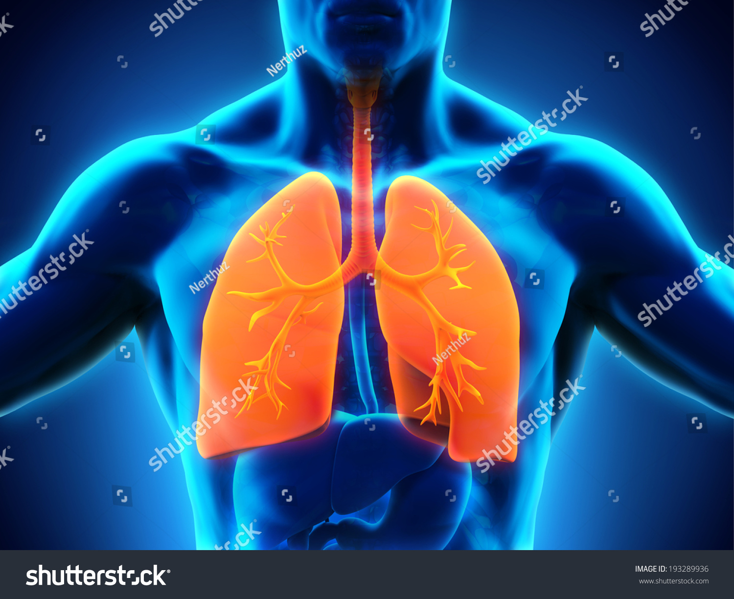 Human Respiratory System Stock Illustration 193289936 - Shutterstock