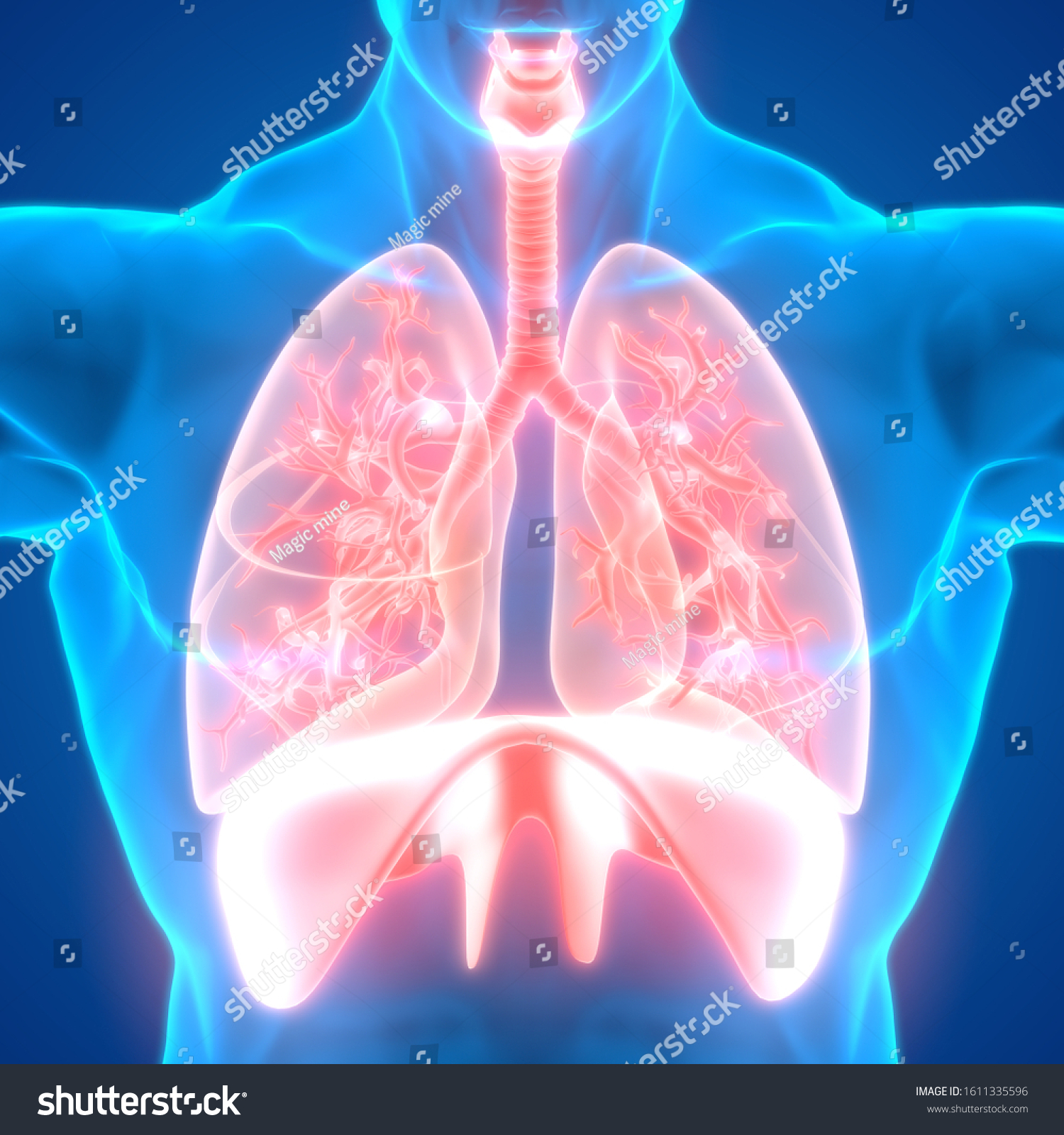 Human Respiratory System Anatomy 3d Stock Illustration 1611335596 ...