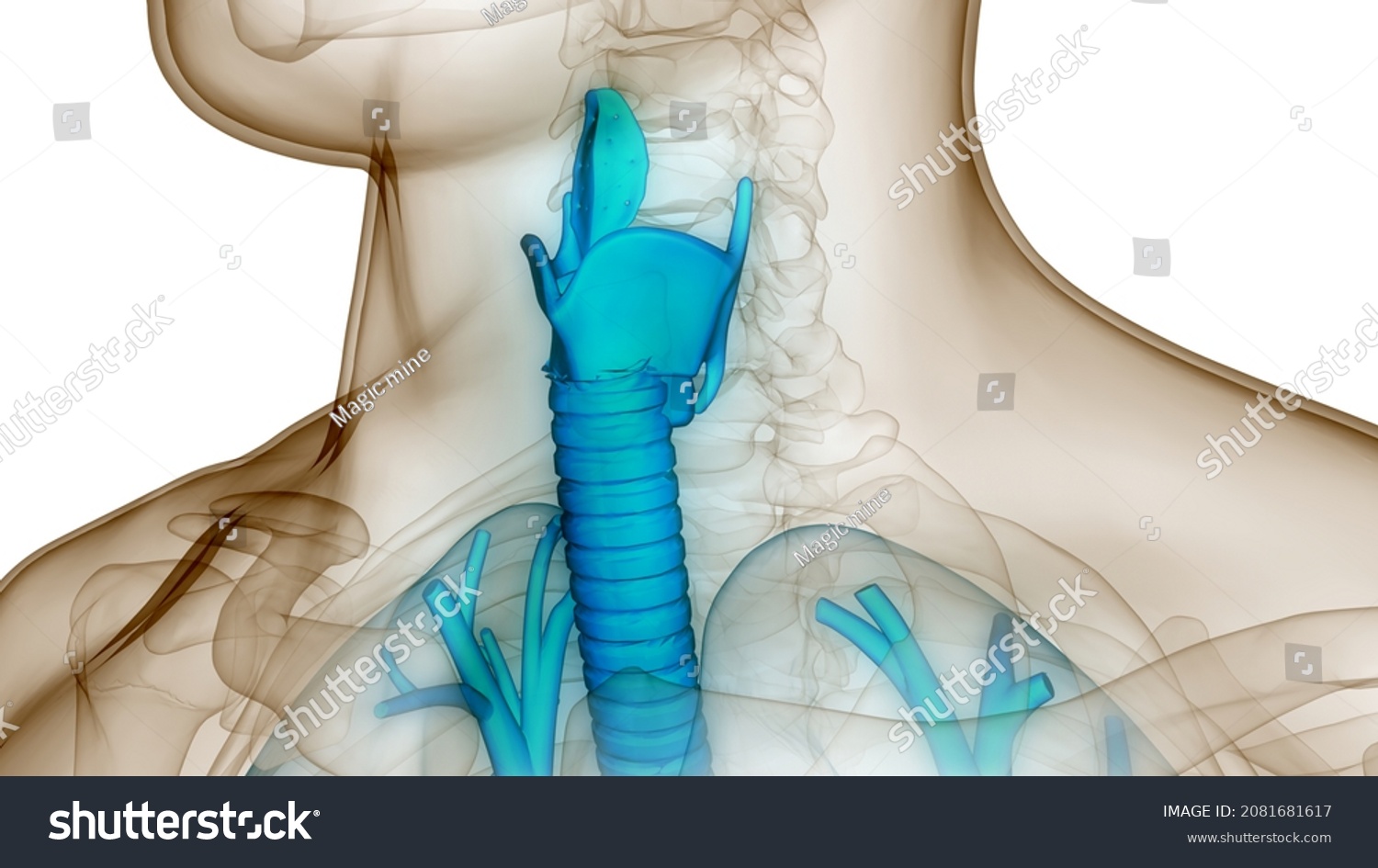 Human Respiratory System Larynx Pharynx Anatomy Stockillustration