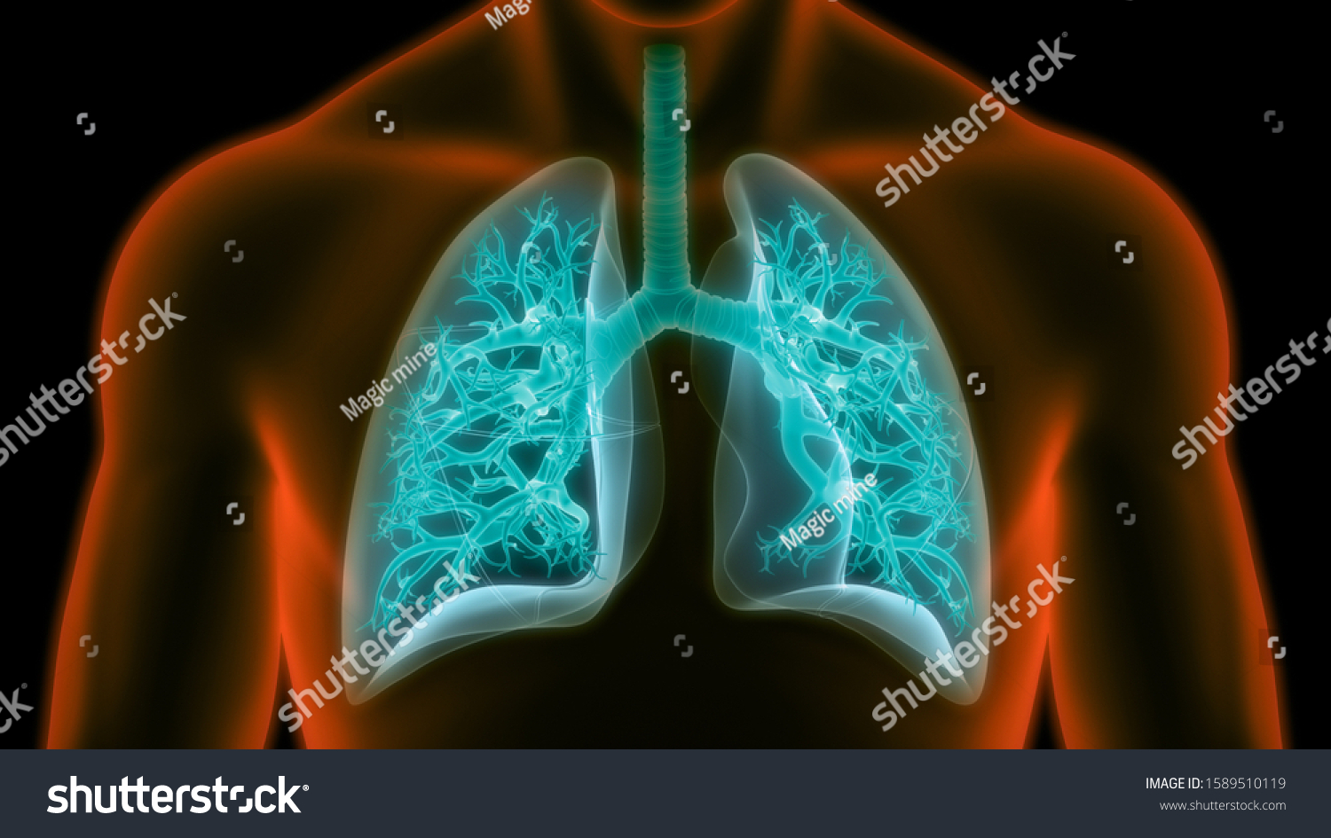 Human Respiratory System Lungs Anatomy 3d Stock Illustration 1589510119 ...