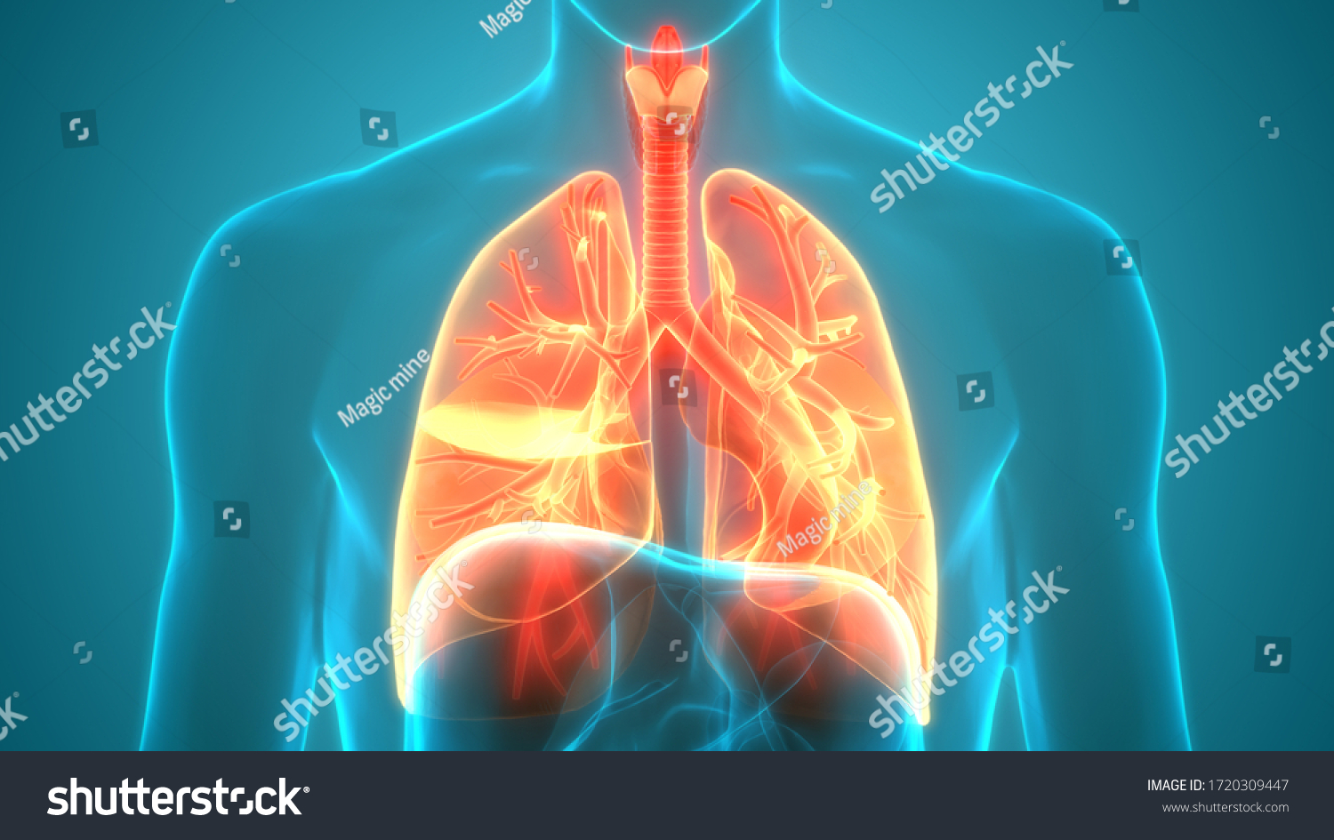 Human Respiratory System Lungs Anatomy D Stock Illustration