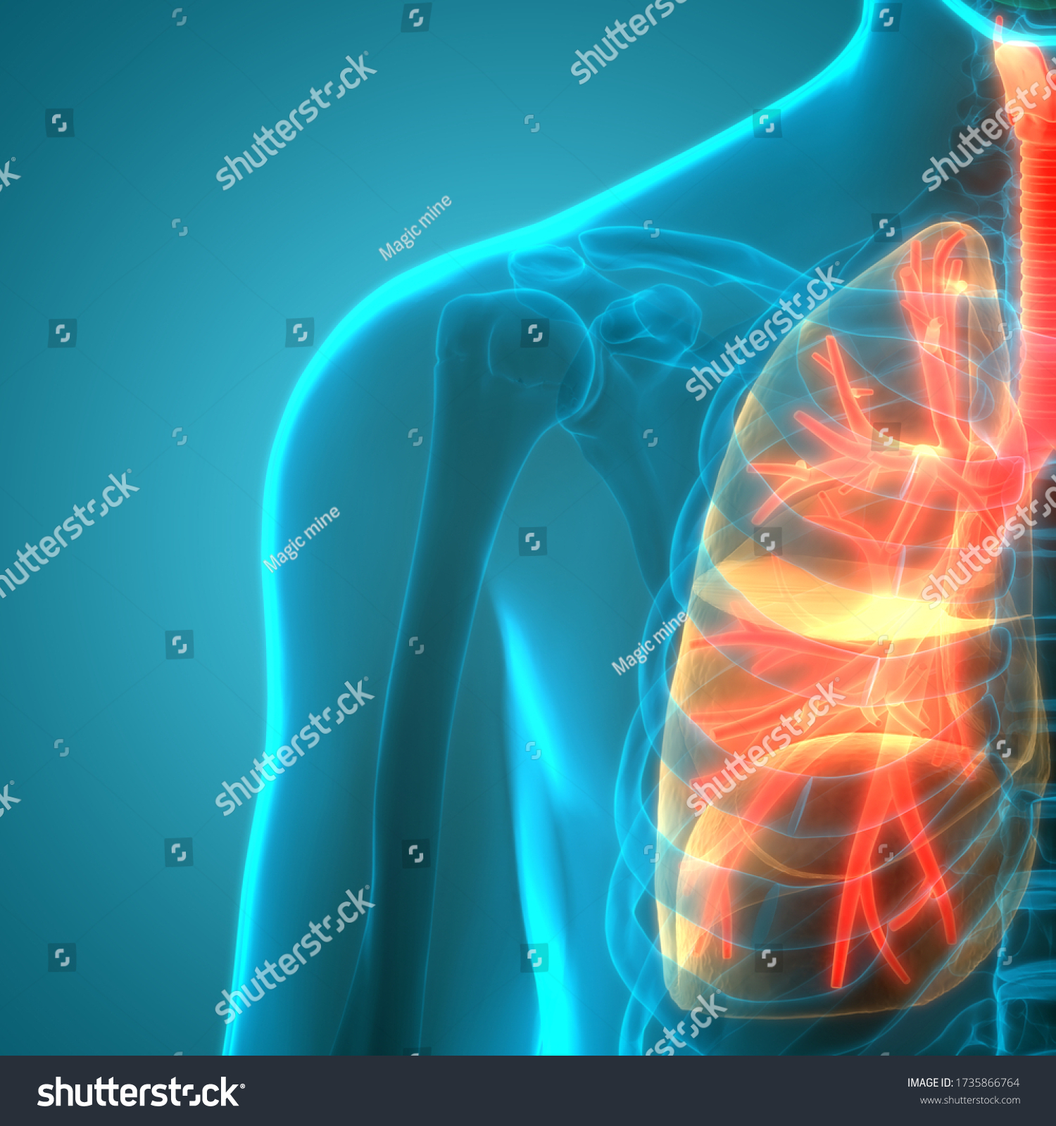 Human Respiratory System Lungs Anatomy 3d 库存插图 1735866764 Shutterstock