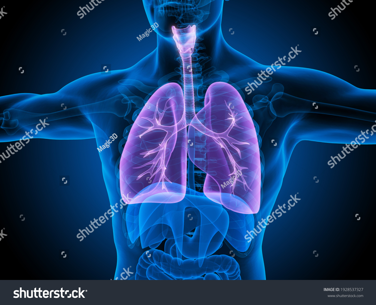 29,201 Asthma lungs Images, Stock Photos & Vectors | Shutterstock