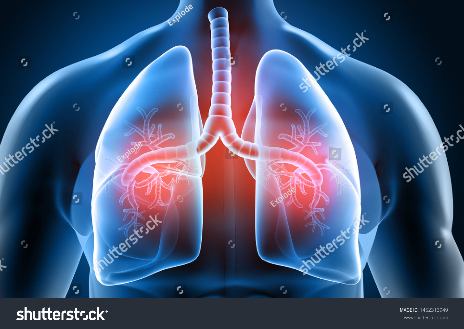 Human Respiratory System Lungs Anatomy 3d Stock Illustration 1452313949