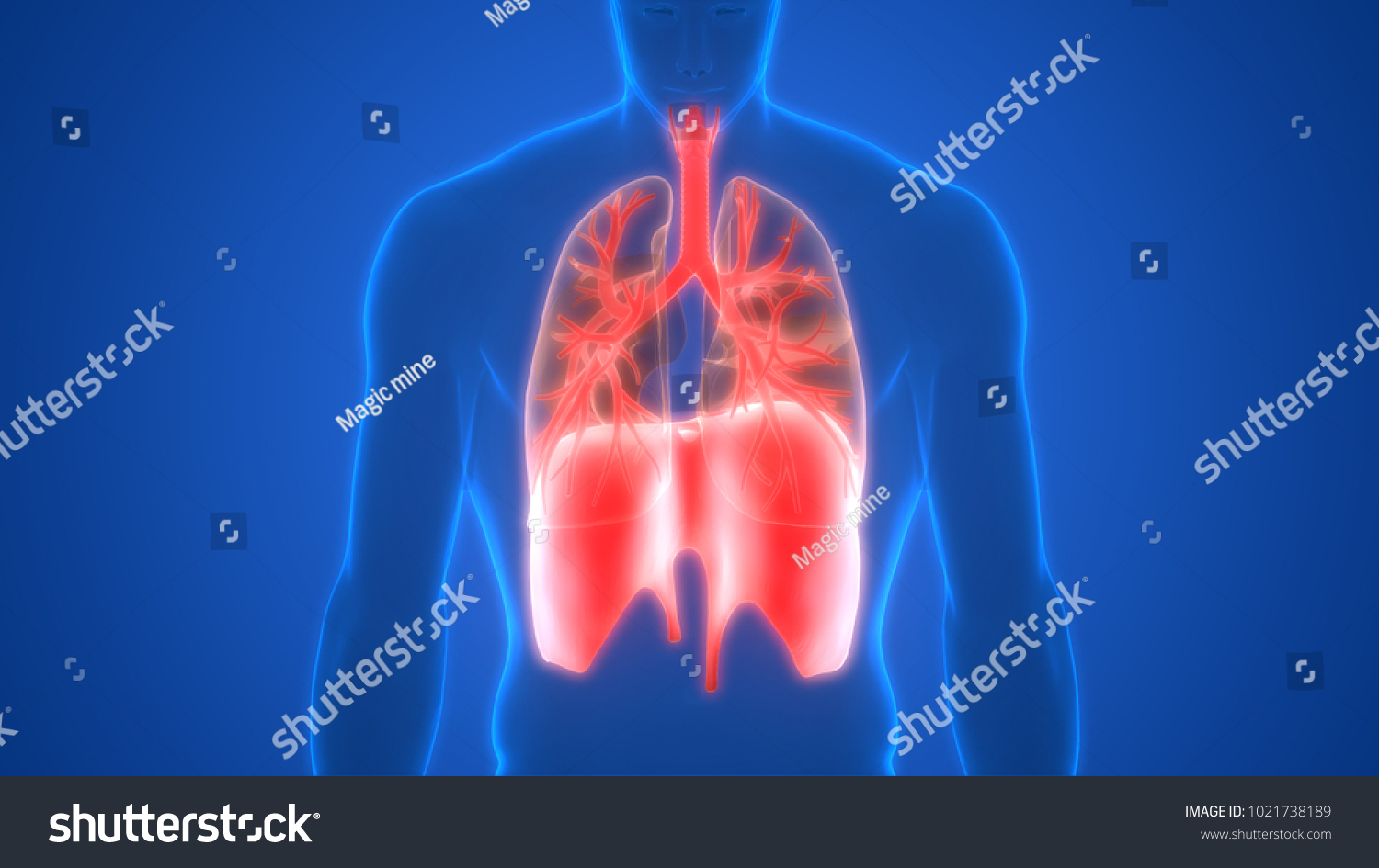 Human Respiratory System Lungs Diaphragm Anatomy Stock Illustration ...