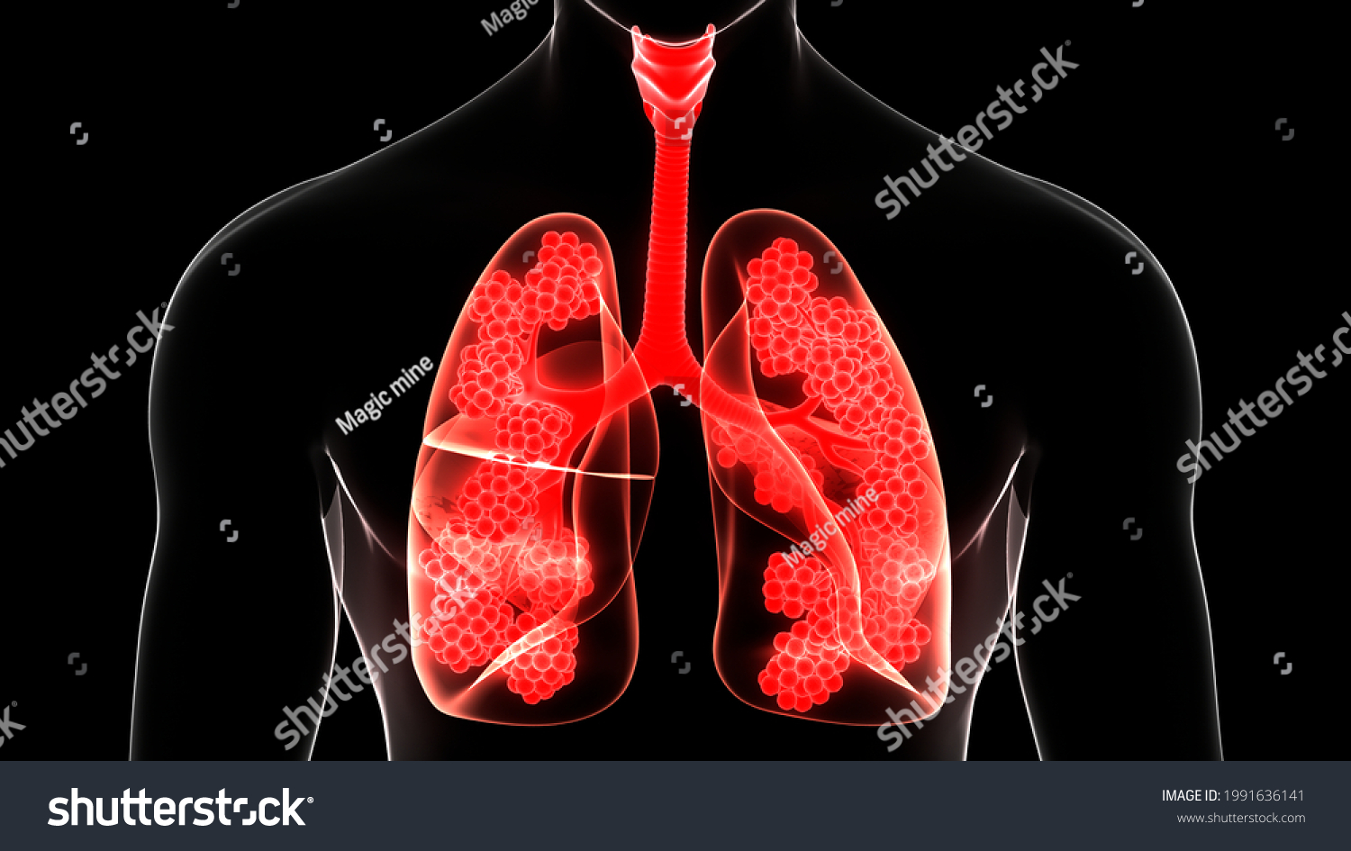 Human Respiratory System Lungs Alveoli Anatomy Stock Illustration ...