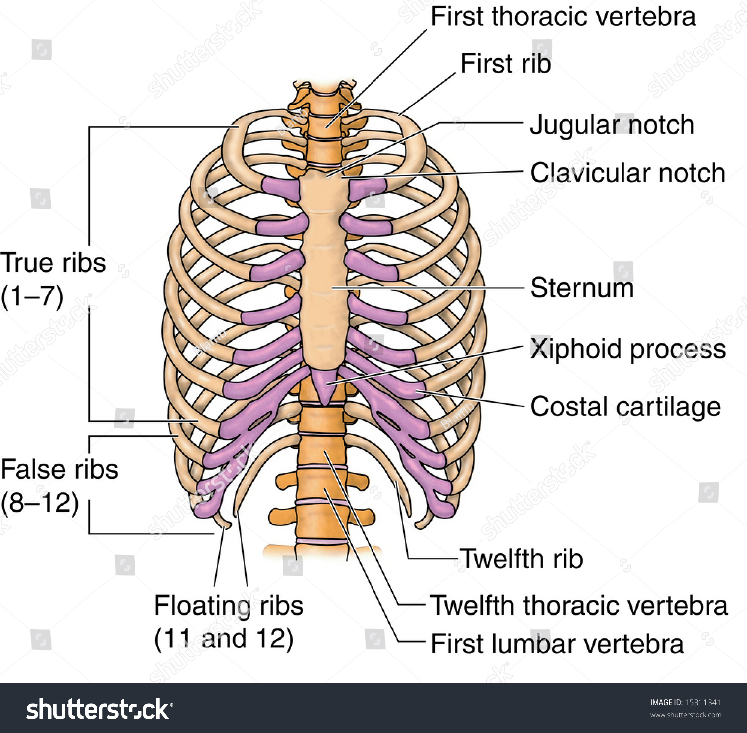 Rib Cage Anatomy Labeled Axial Skeleton Wikipedia